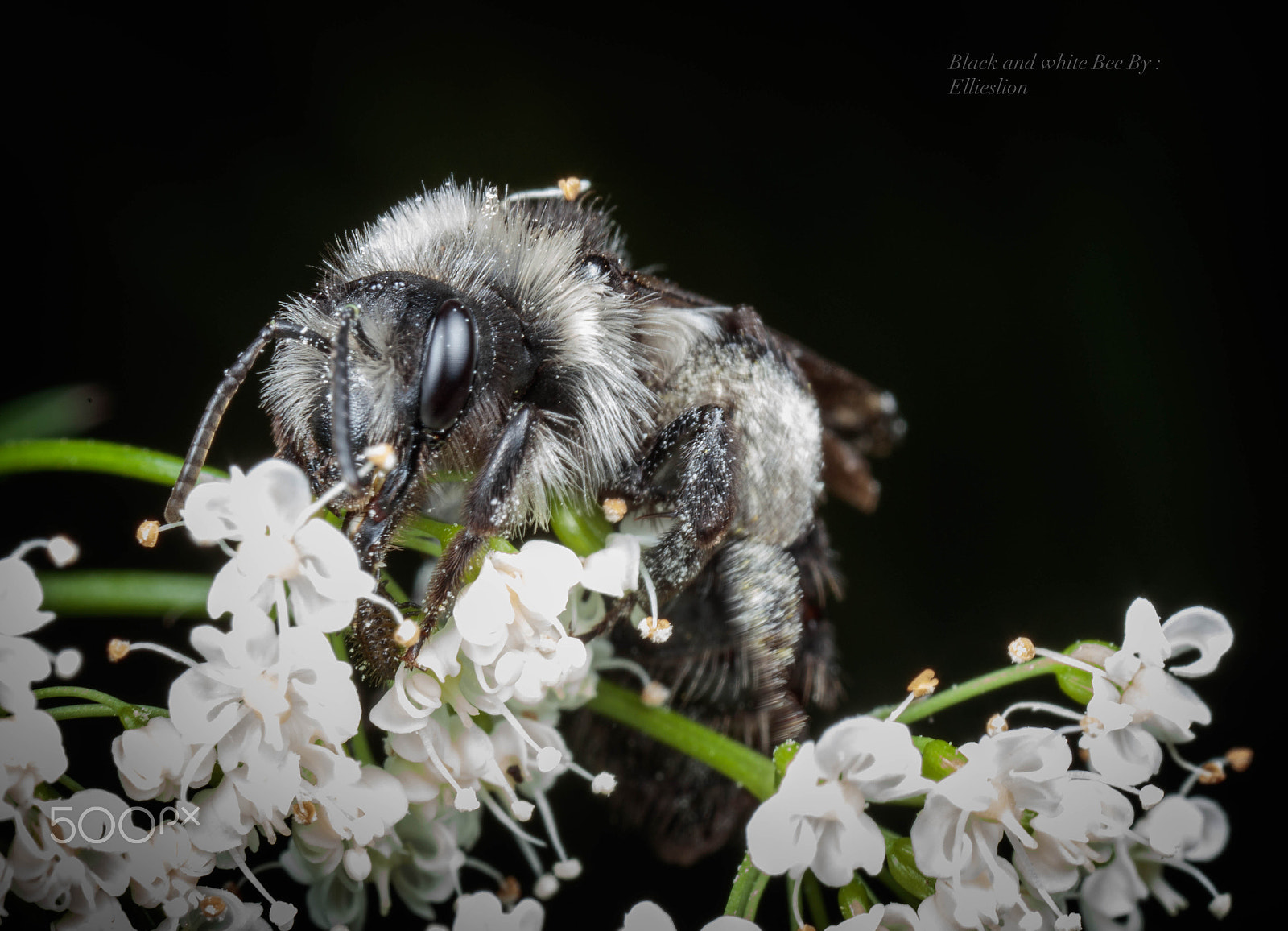 Canon EOS 5DS + Canon MP-E 65mm F2.5 1-5x Macro Photo sample photo. Black and whitebee photography