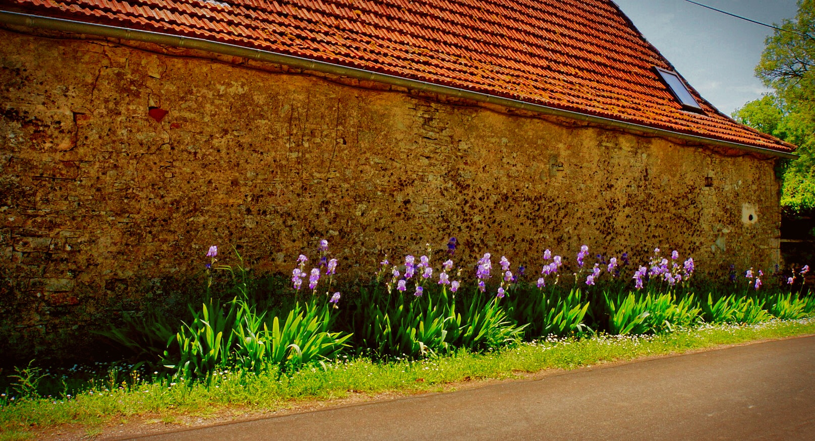 Sony E 18-200mm F3.5-6.3 OSS LE sample photo. Roadside flowers photography
