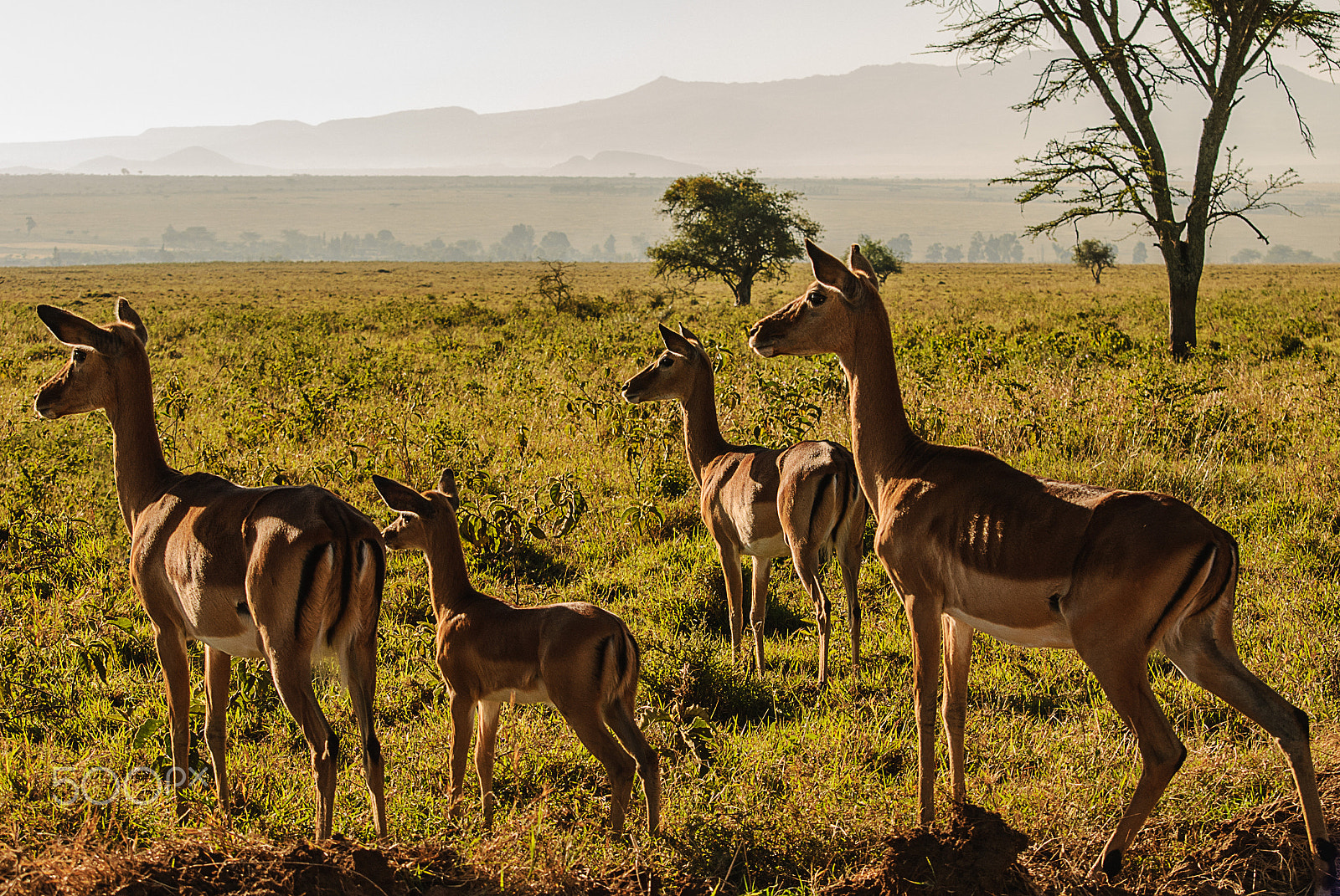 Nikon D80 sample photo. Kenya's great rift valley photography