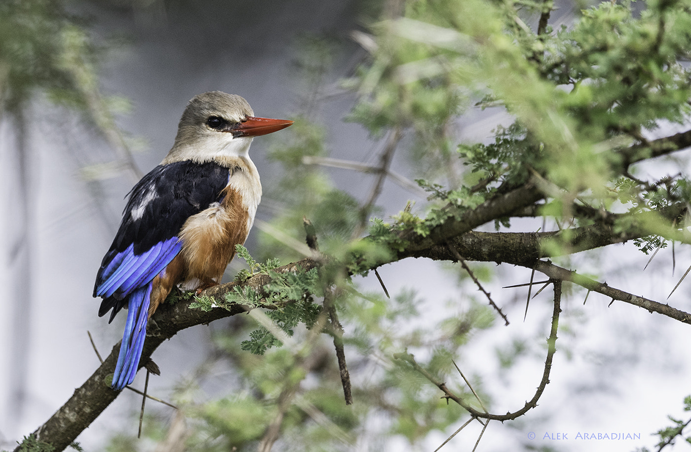 Nikon AF-S Nikkor 400mm F2.8E FL ED VR sample photo. The beautiful fisher photography