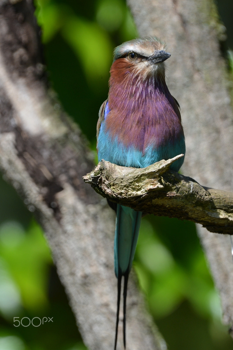 Nikon D800 + Nikon AF-S Nikkor 400mm F2.8G ED VR II sample photo. Gabelracke  (coracias caudatus) photography