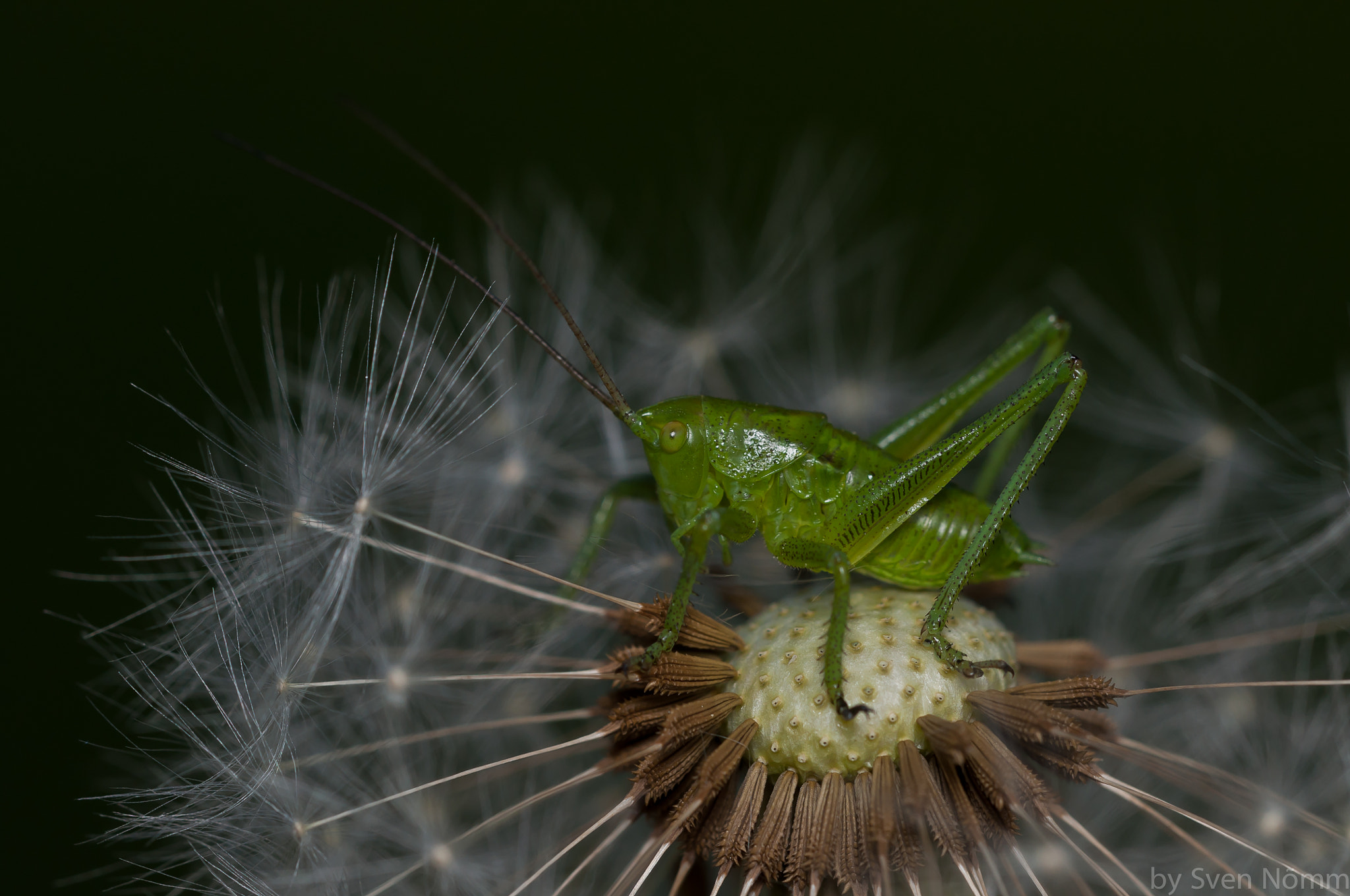 Sigma 150mm F2.8 EX DG Macro HSM sample photo. Guard of dandelion photography