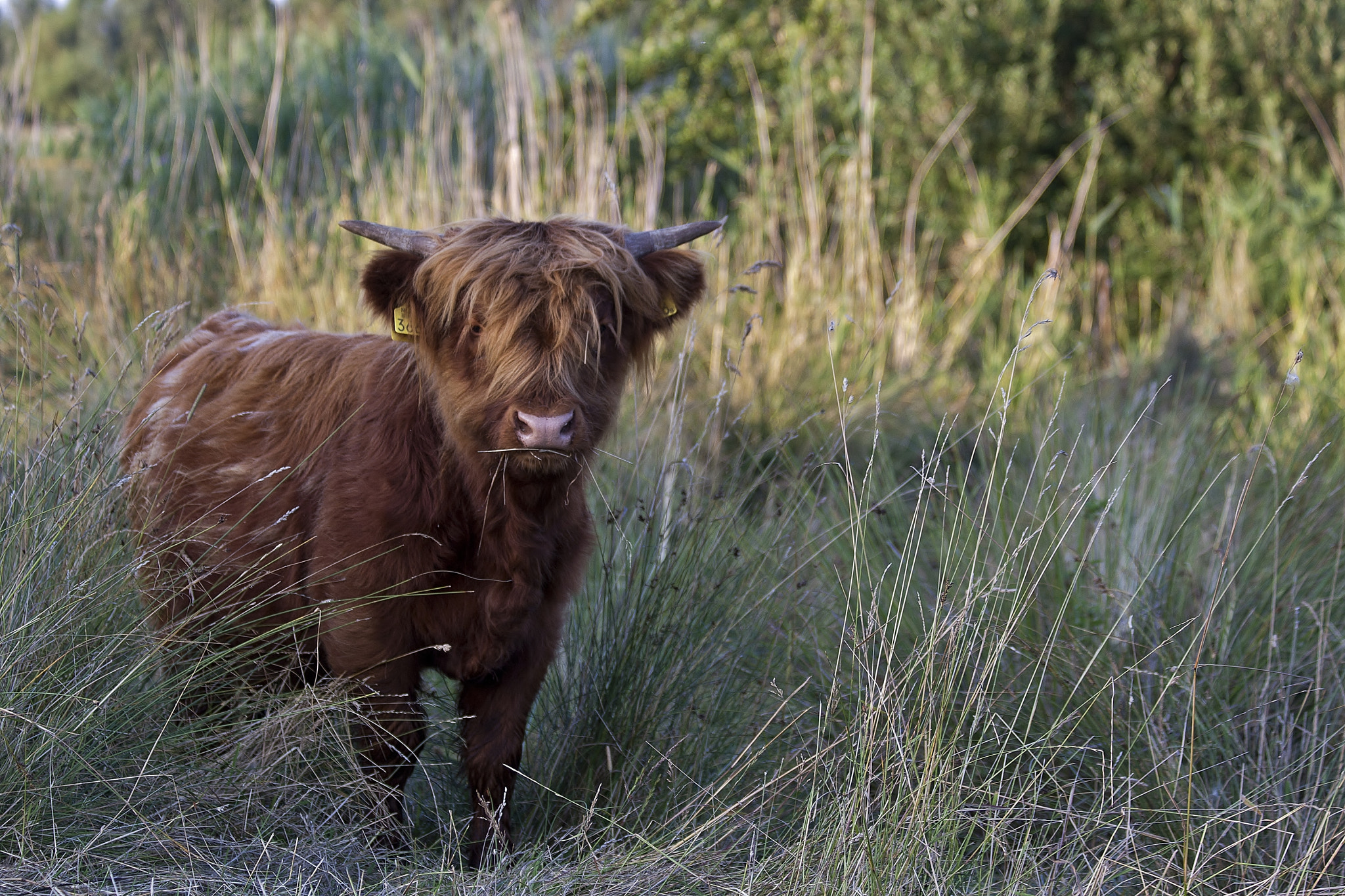 Canon EF 70-300mm F4-5.6 IS USM sample photo. Schotse hooglander photography