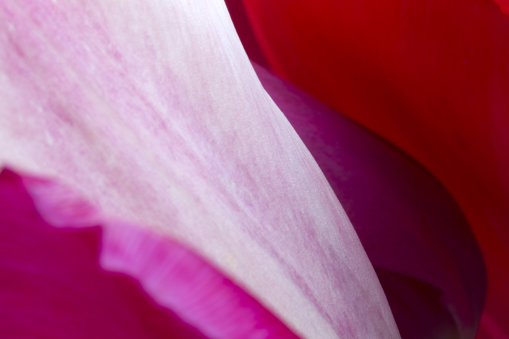 Canon EOS-1D Mark IV sample photo. Pink red photography