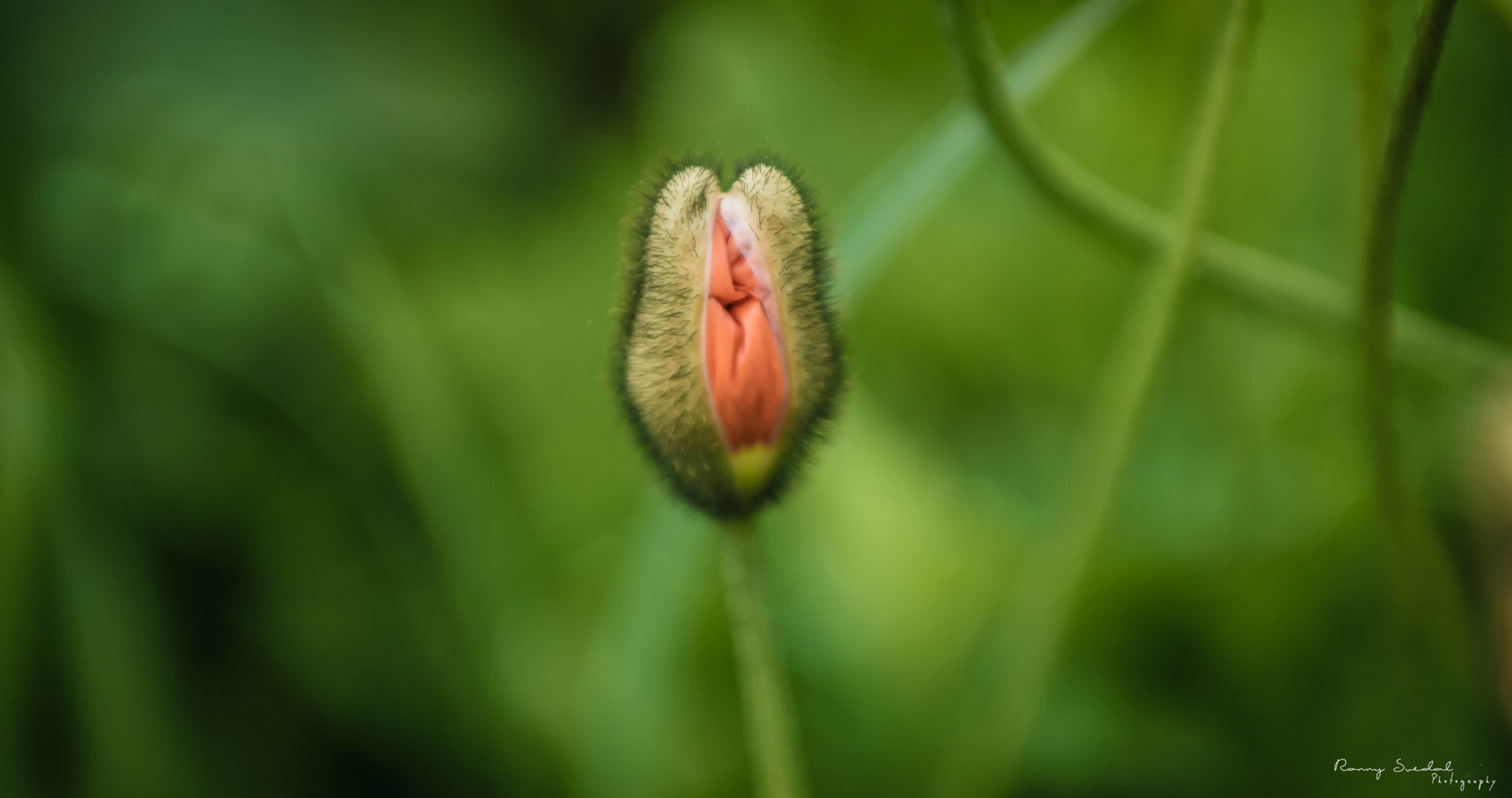 Nikon D7200 + Sigma 24-70mm F2.8 EX DG Macro sample photo. Blooming photography