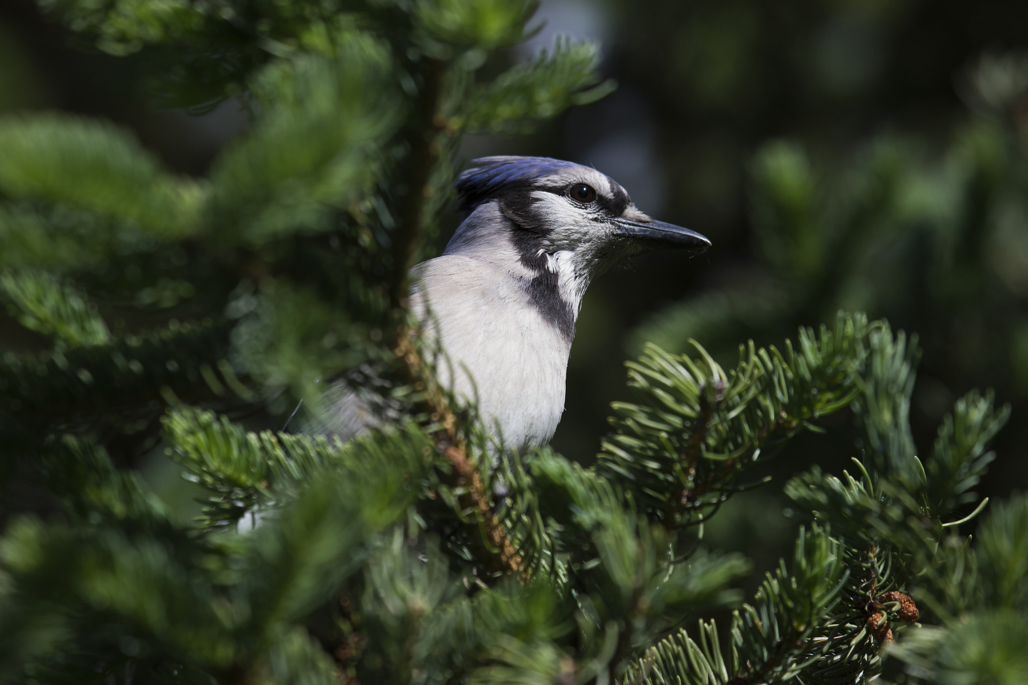 Canon EF 100-400mm F4.5-5.6L IS USM sample photo. A99q5978.jpg photography