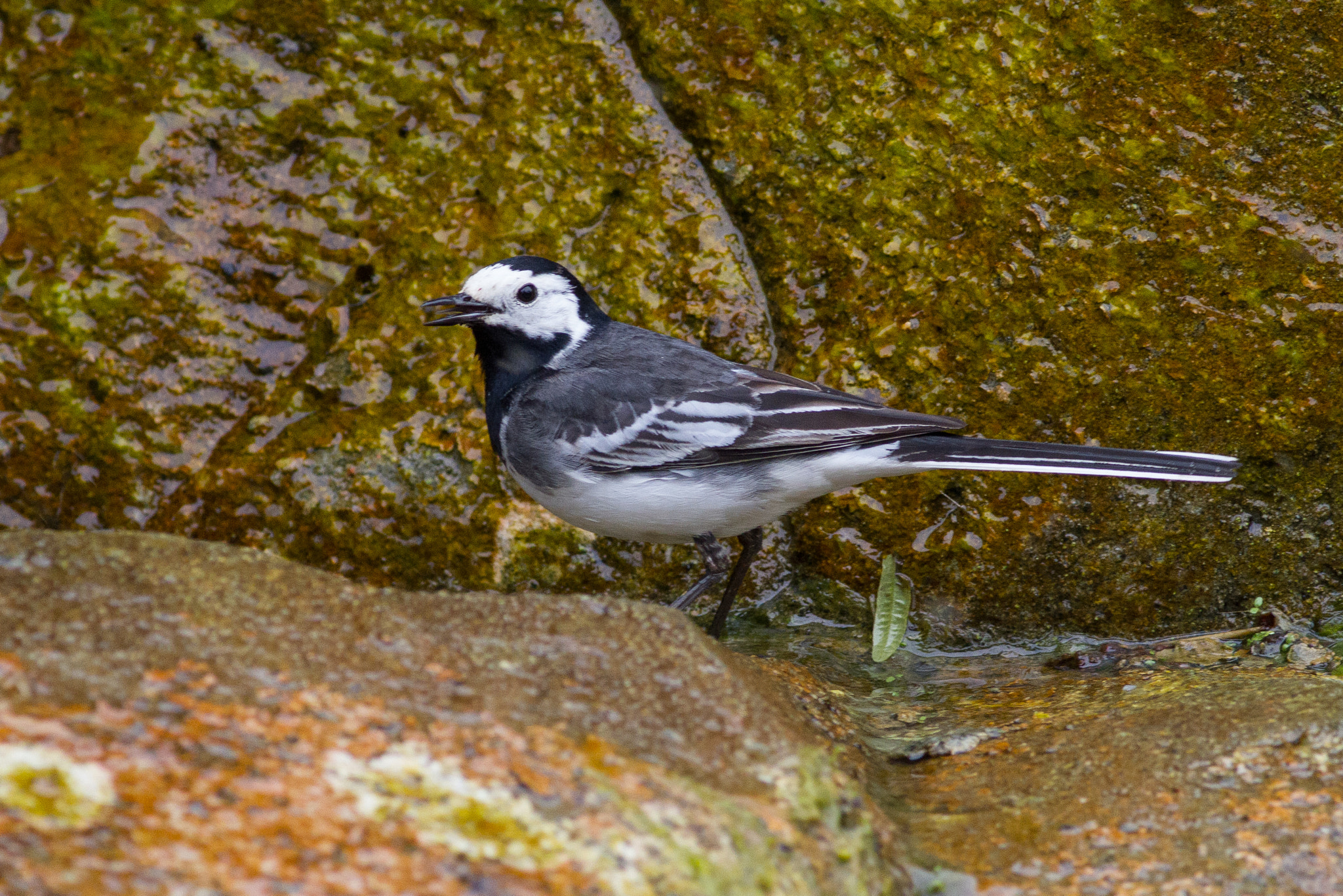 Canon EOS 7D + Canon EF 400mm F5.6L USM sample photo. Wagtail photography