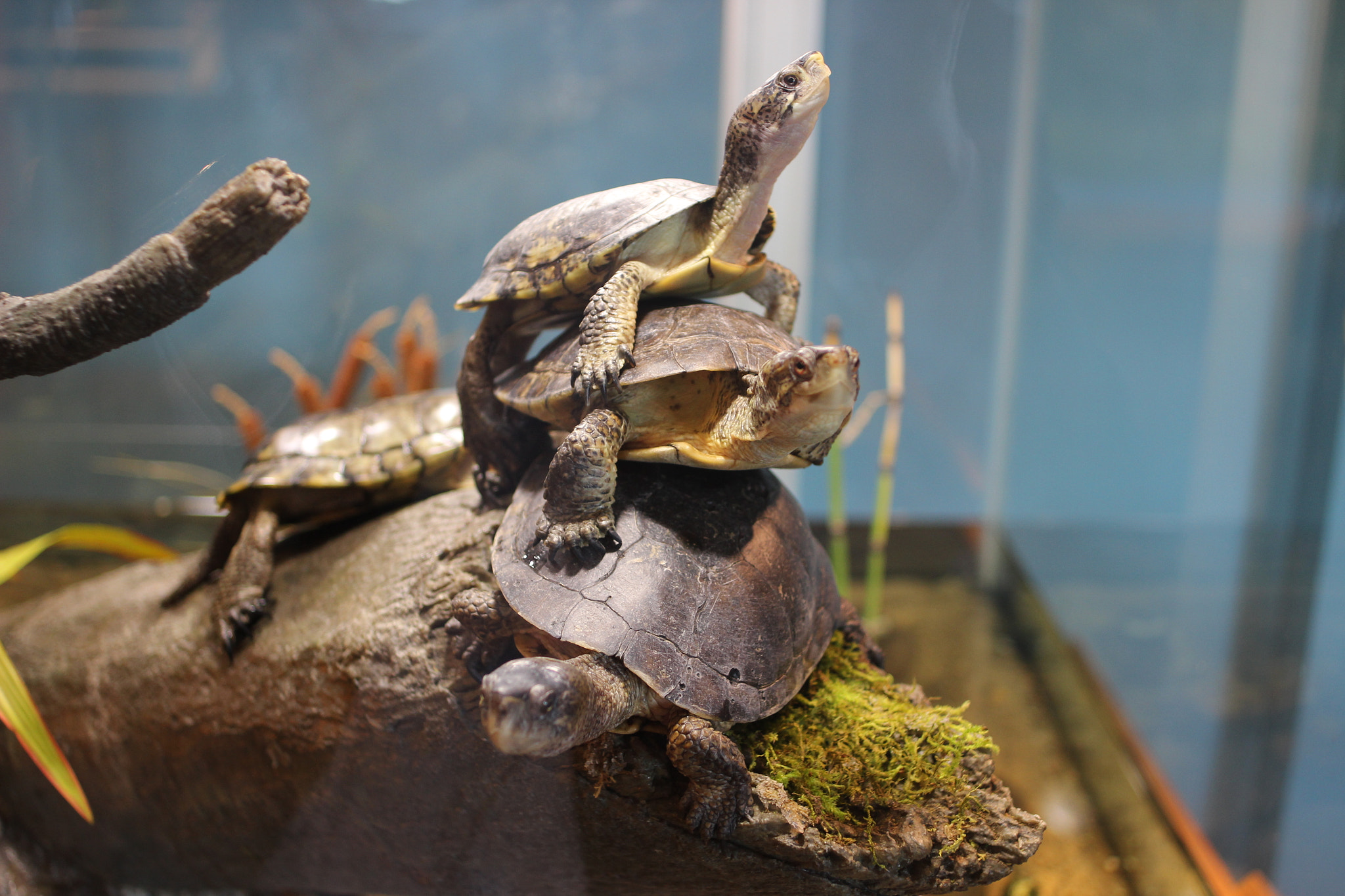 Canon EOS 600D (Rebel EOS T3i / EOS Kiss X5) + Canon EF 28mm F2.8 sample photo. Turtle on turtle photography