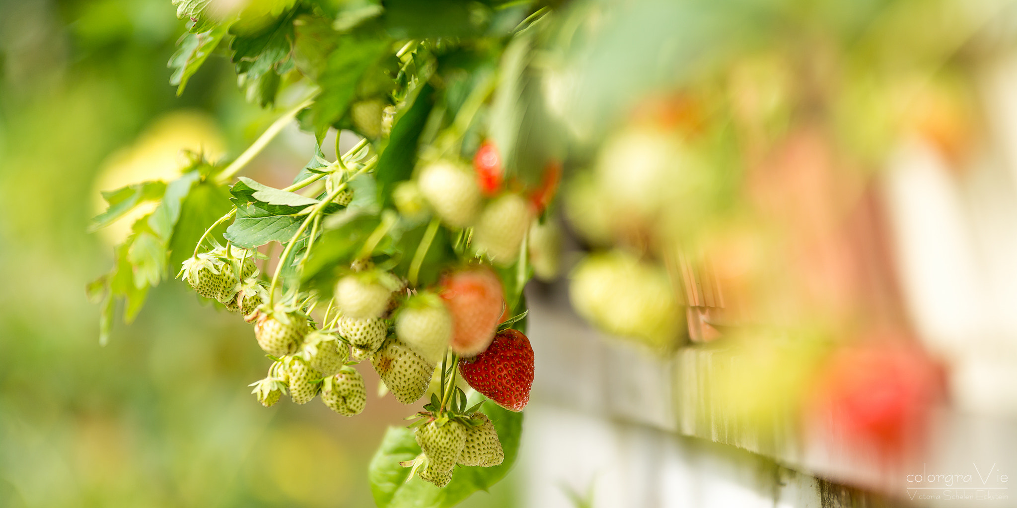 Sigma 70-200mm F2.8 EX DG OS HSM sample photo. Strawberrys photography