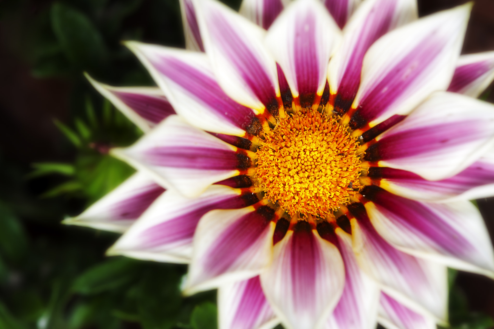 Tamron SP AF 180mm F3.5 Di LD (IF) Macro sample photo. Burst of colours photography