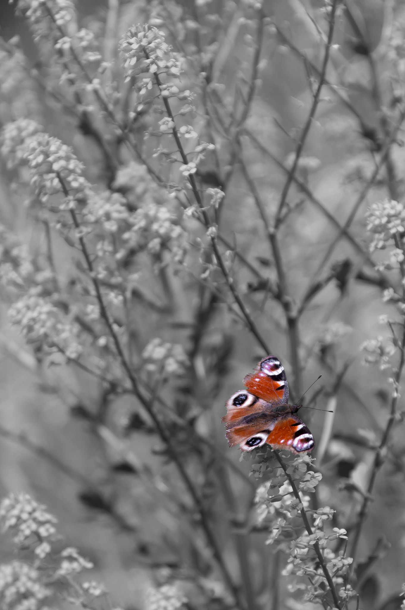 Sony SLT-A55 (SLT-A55V) + Sigma 17-70mm F2.8-4 DC Macro HSM sample photo. Eyes in a grey world photography