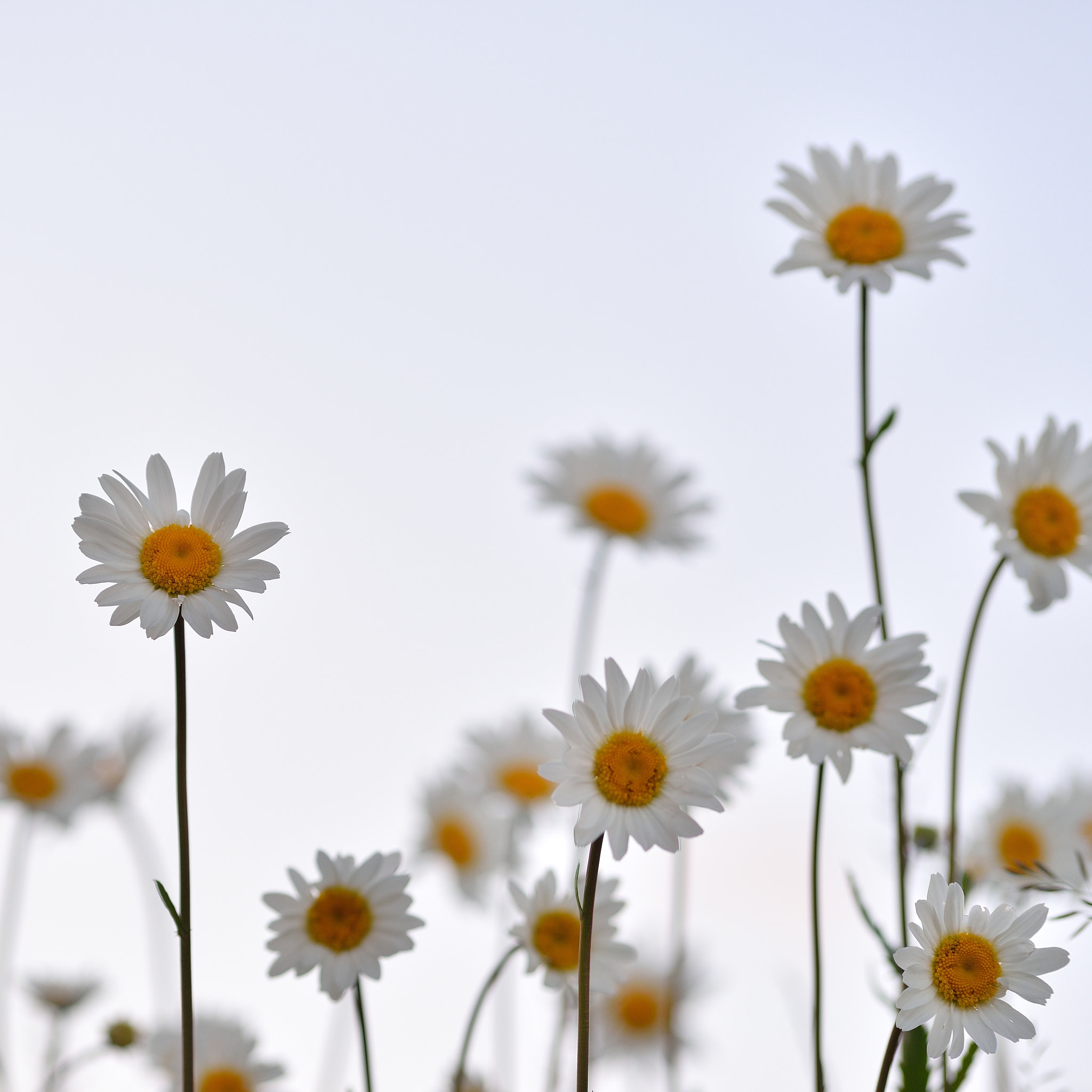 Nikon D610 + AF Nikkor 70-210mm f/4-5.6D sample photo. Flowers photography