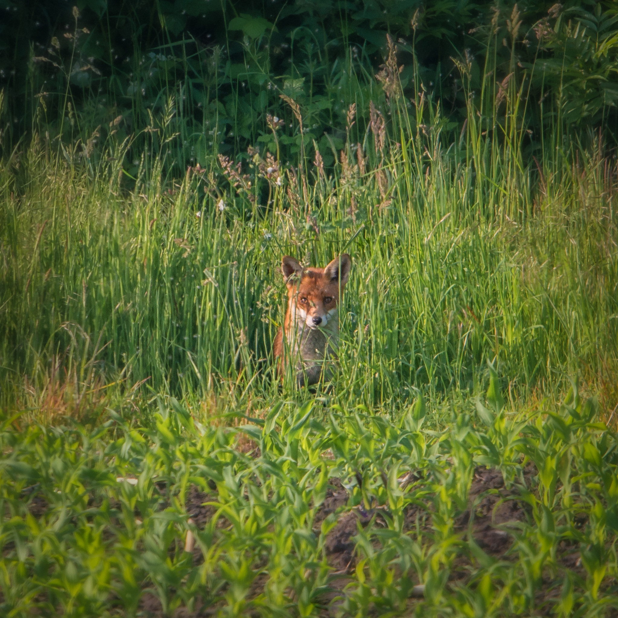 Sigma 500mm F4.5 EX DG HSM sample photo. Sitting fox photography