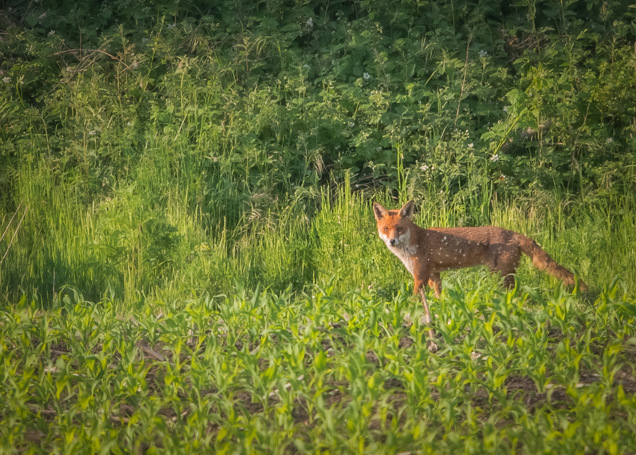 Nikon D800 + Sigma 500mm F4.5 EX DG HSM sample photo. Fox photography