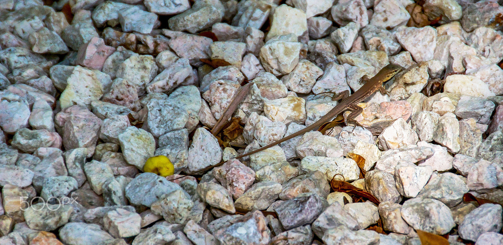 Sigma 18-250mm F3.5-6.3 DC OS HSM sample photo. Eidechse - 04 photography