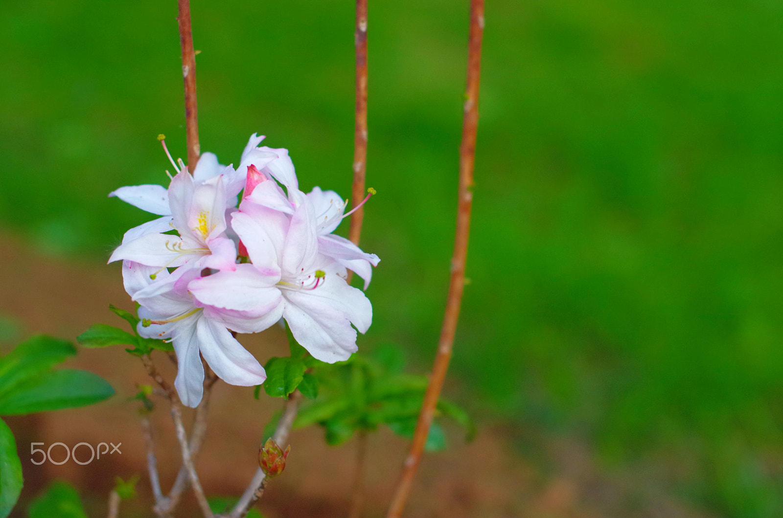 Pentax K-30 + Sigma 50mm F1.4 EX DG HSM sample photo. White azalea photography