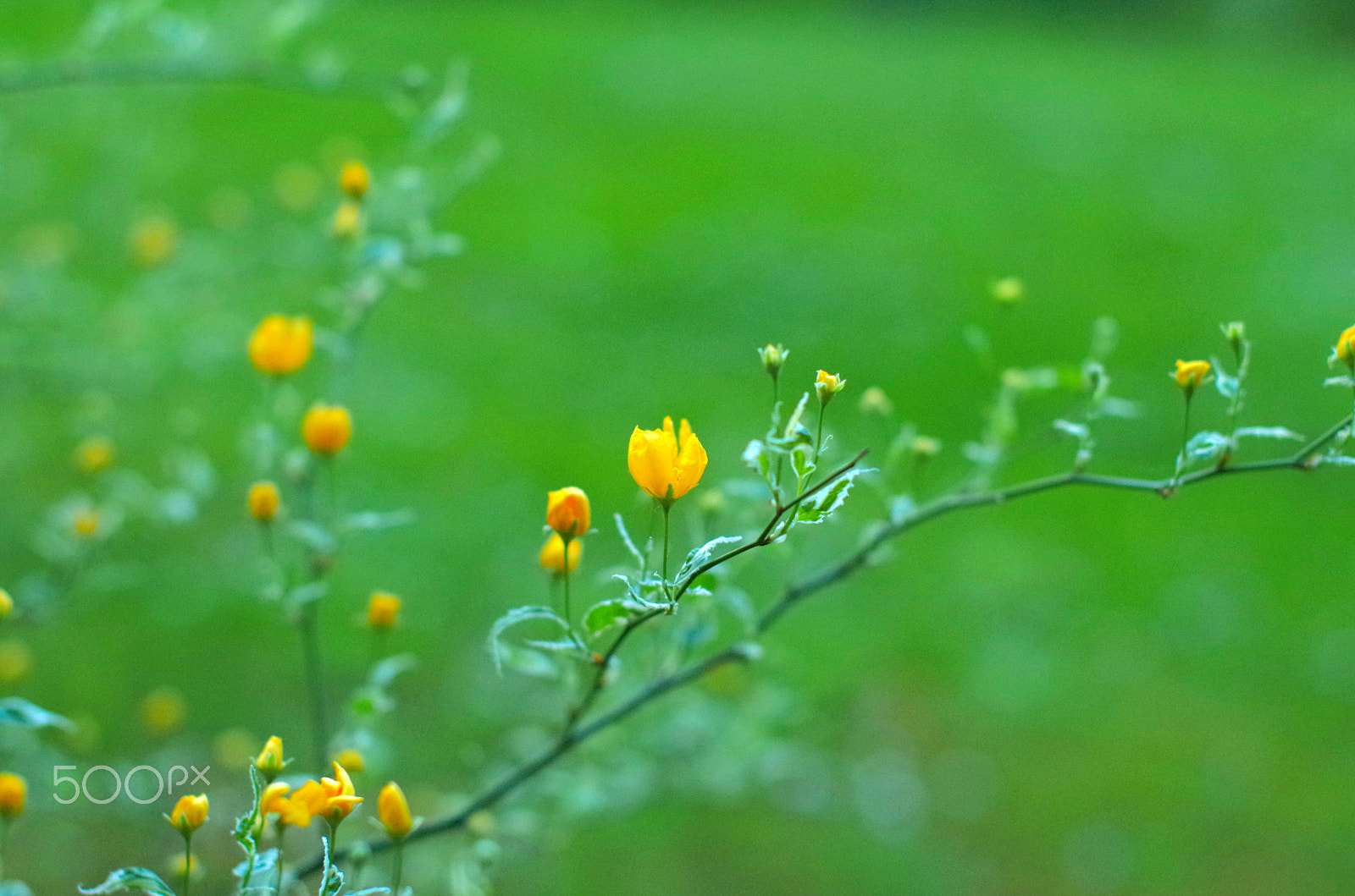 Sigma 50mm F1.4 EX DG HSM sample photo