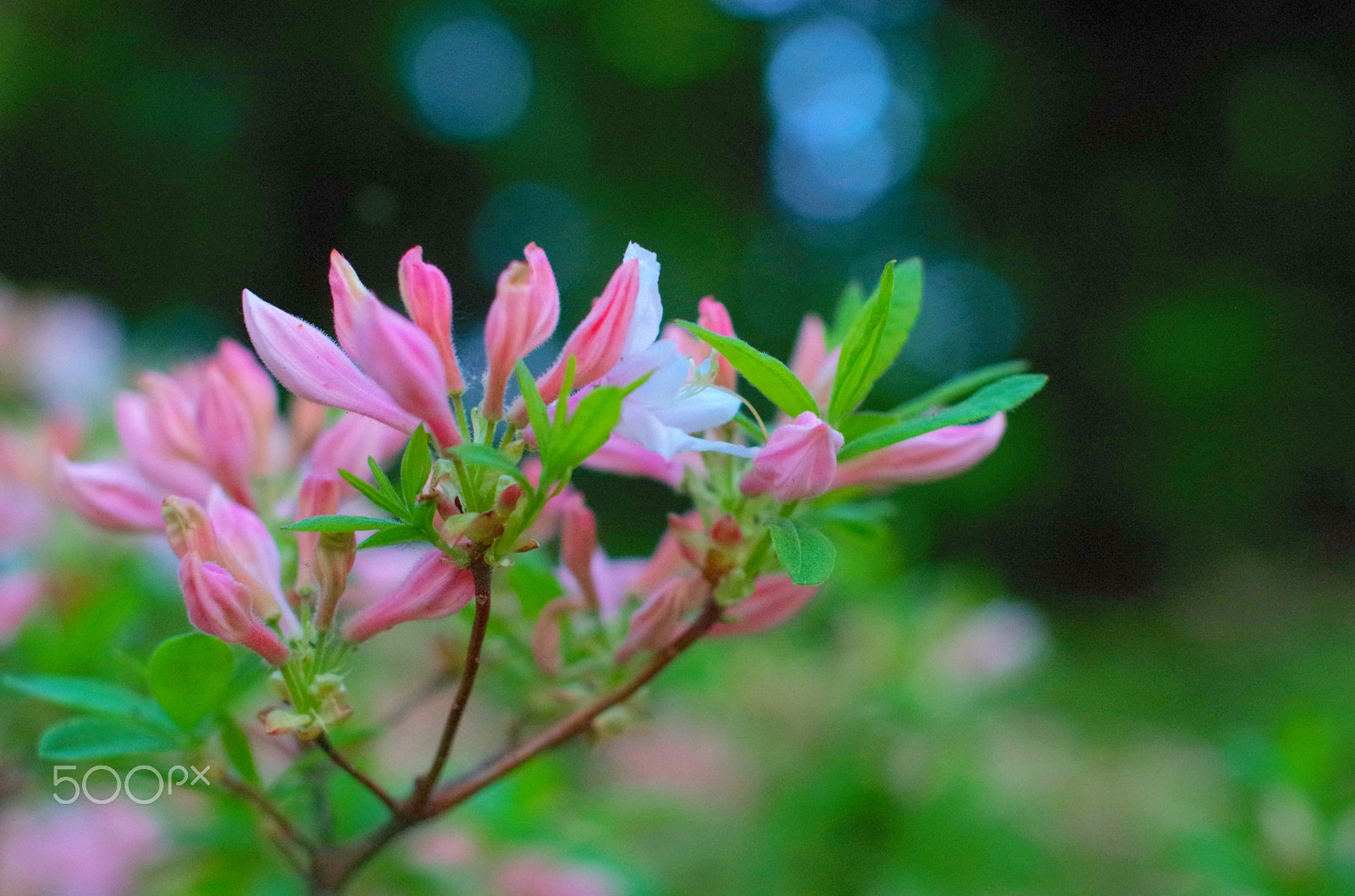 Pentax K-30 sample photo. Pink azalea photography