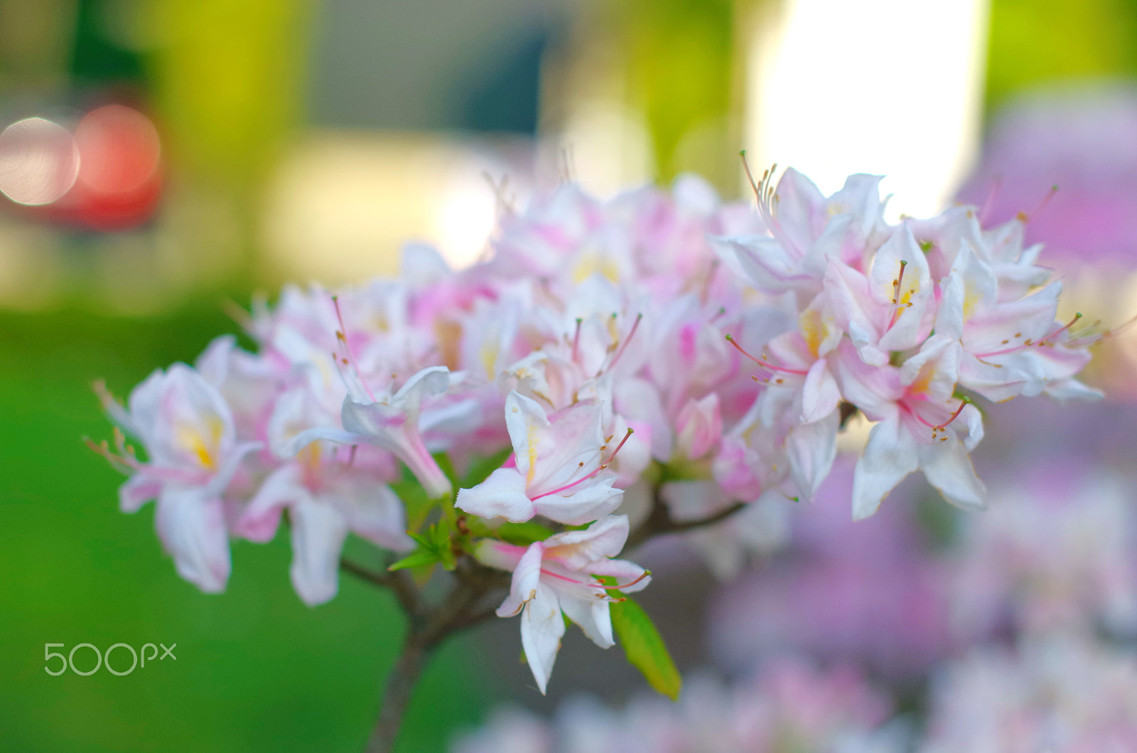 Pentax K-30 sample photo. White azalea photography