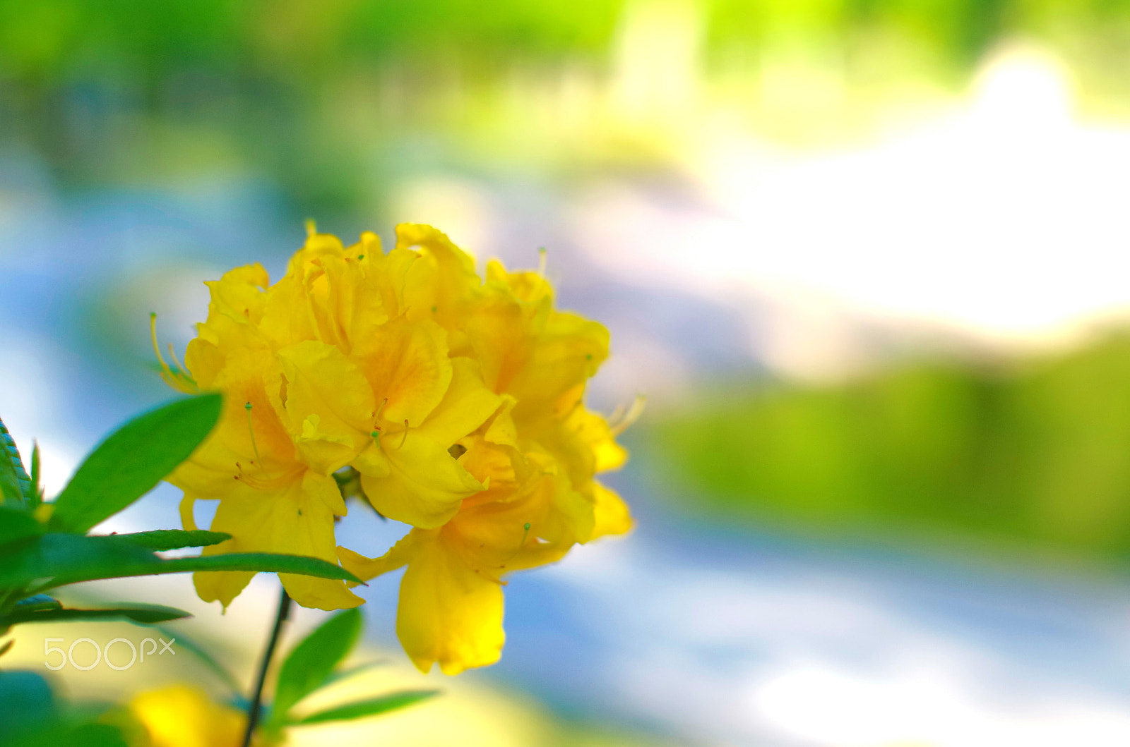 Pentax K-30 sample photo. Yellow azalea photography