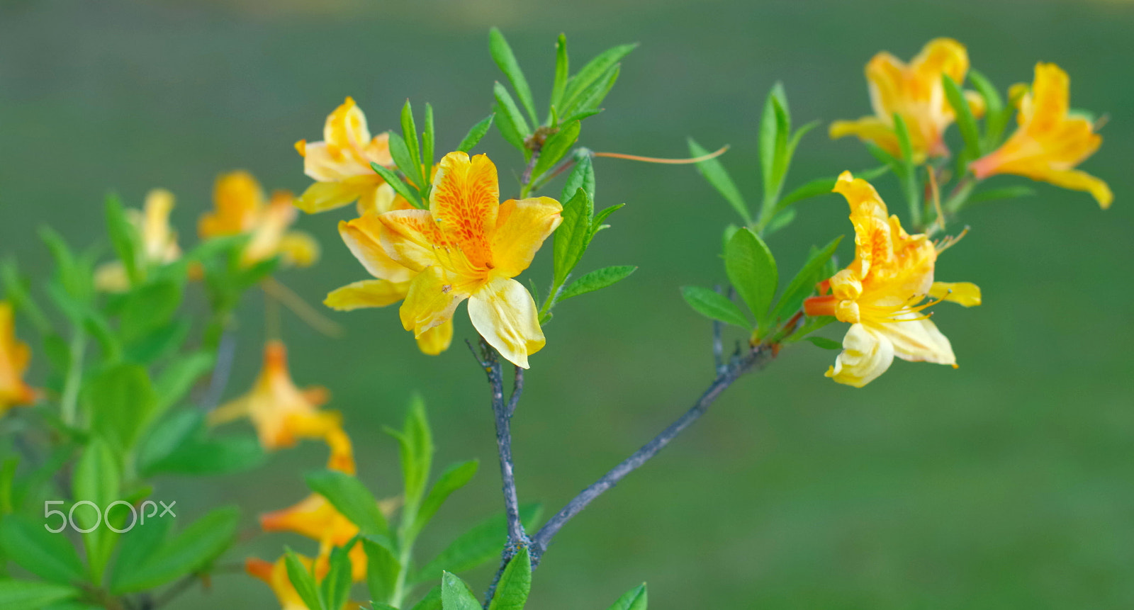 Pentax K-30 + Sigma 50mm F1.4 EX DG HSM sample photo. Yellow azalea photography