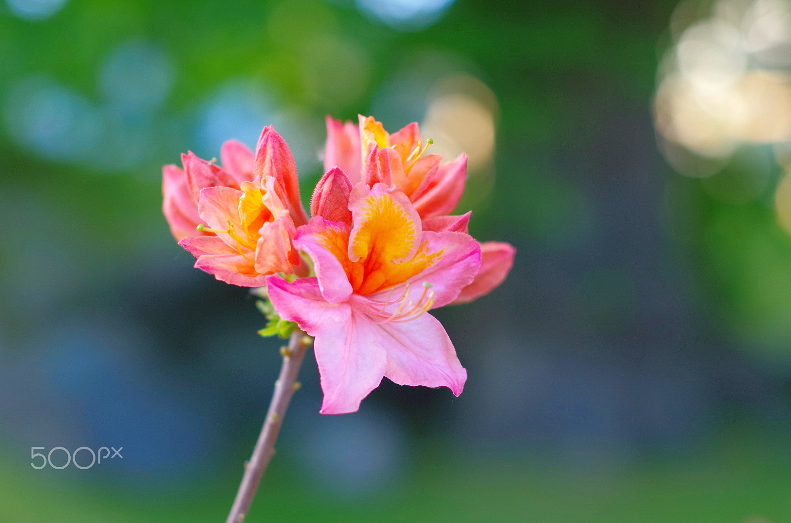 Pentax K-30 sample photo. Pink azalea photography