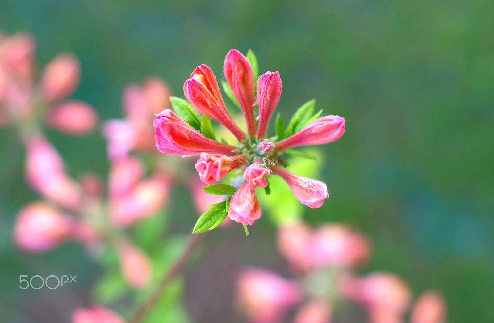 Pentax K-30 sample photo. Pink azalea photography