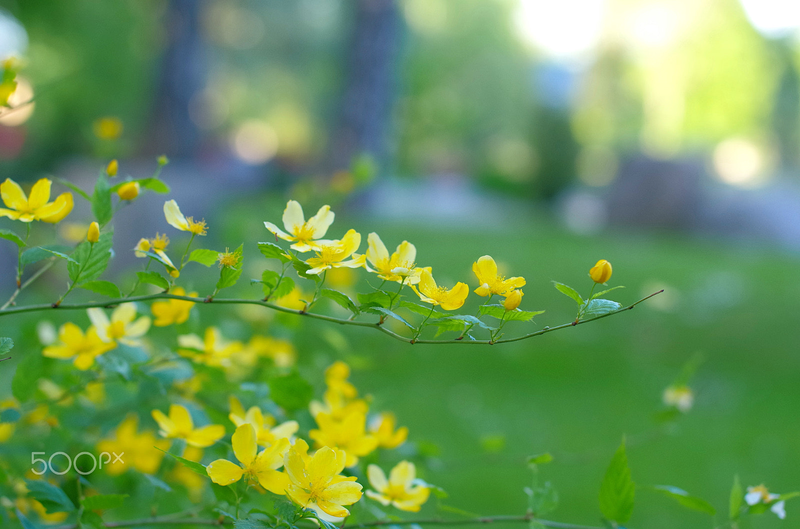 Pentax K-30 sample photo. Bush with yellow blooms photography