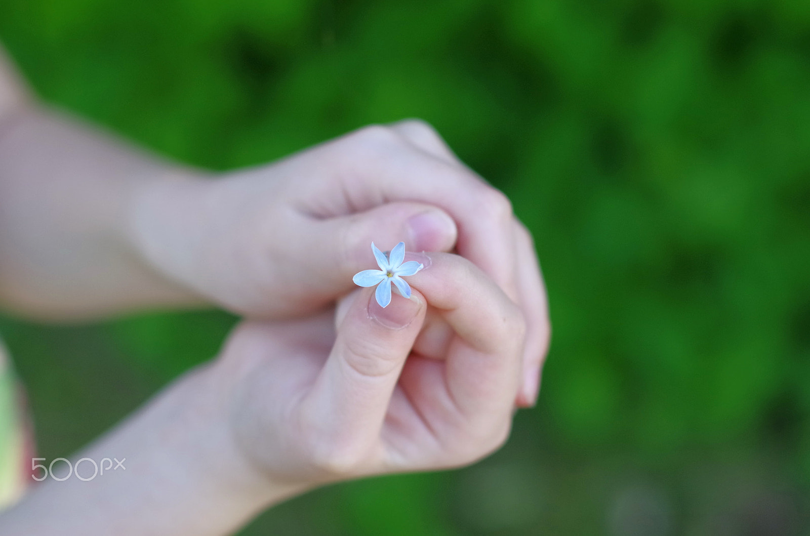 Pentax K-30 + Sigma 50mm F1.4 EX DG HSM sample photo. Lilac flower with six petals photography