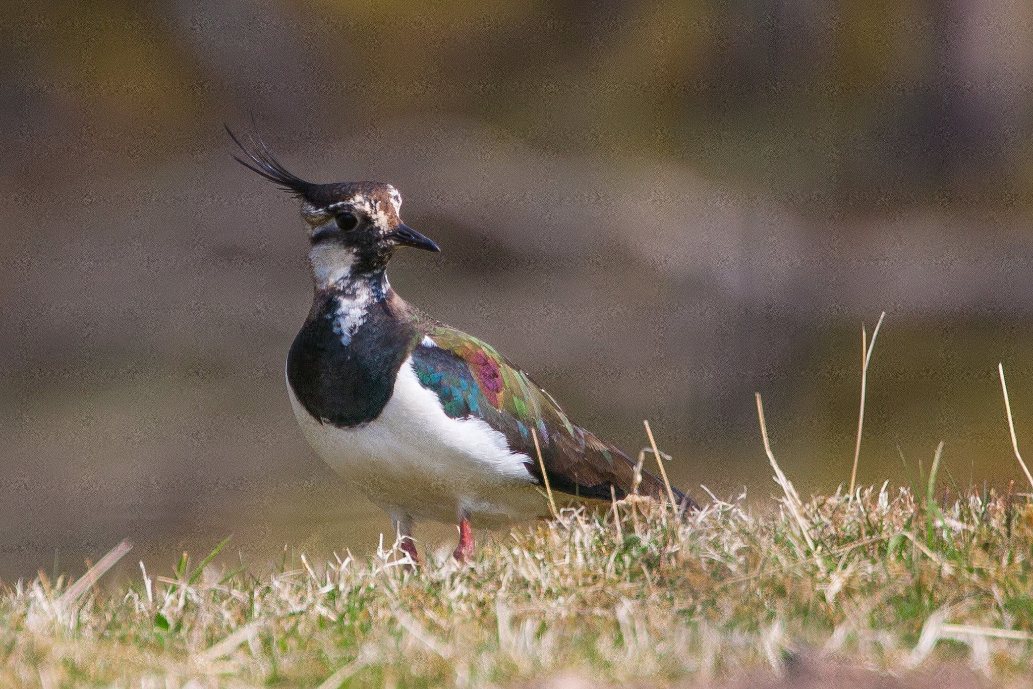 Canon EOS 40D + Canon EF 70-300mm F4.5-5.6 DO IS USM sample photo. Lapwing photography