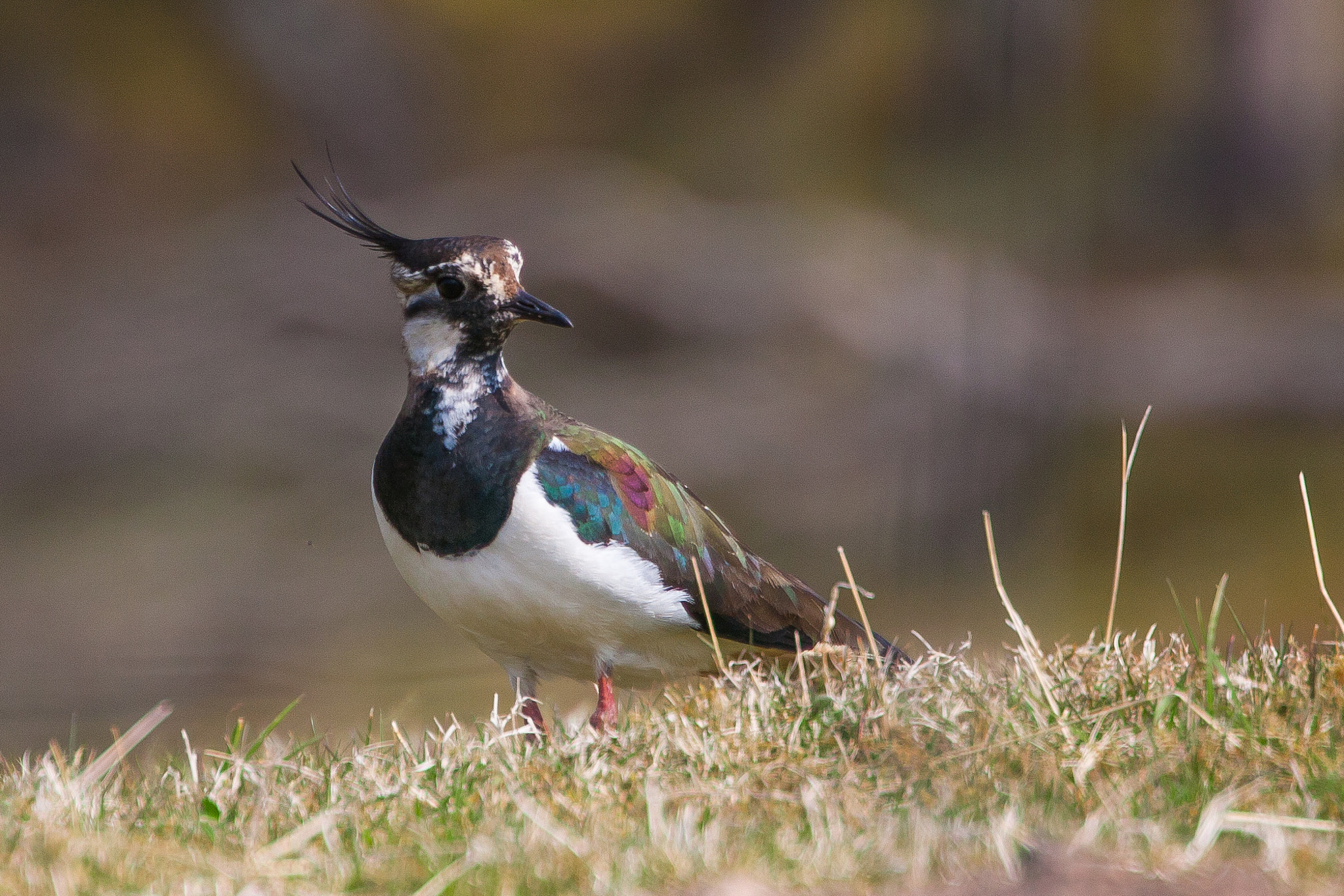 Canon EOS 40D sample photo. Lapwing photography