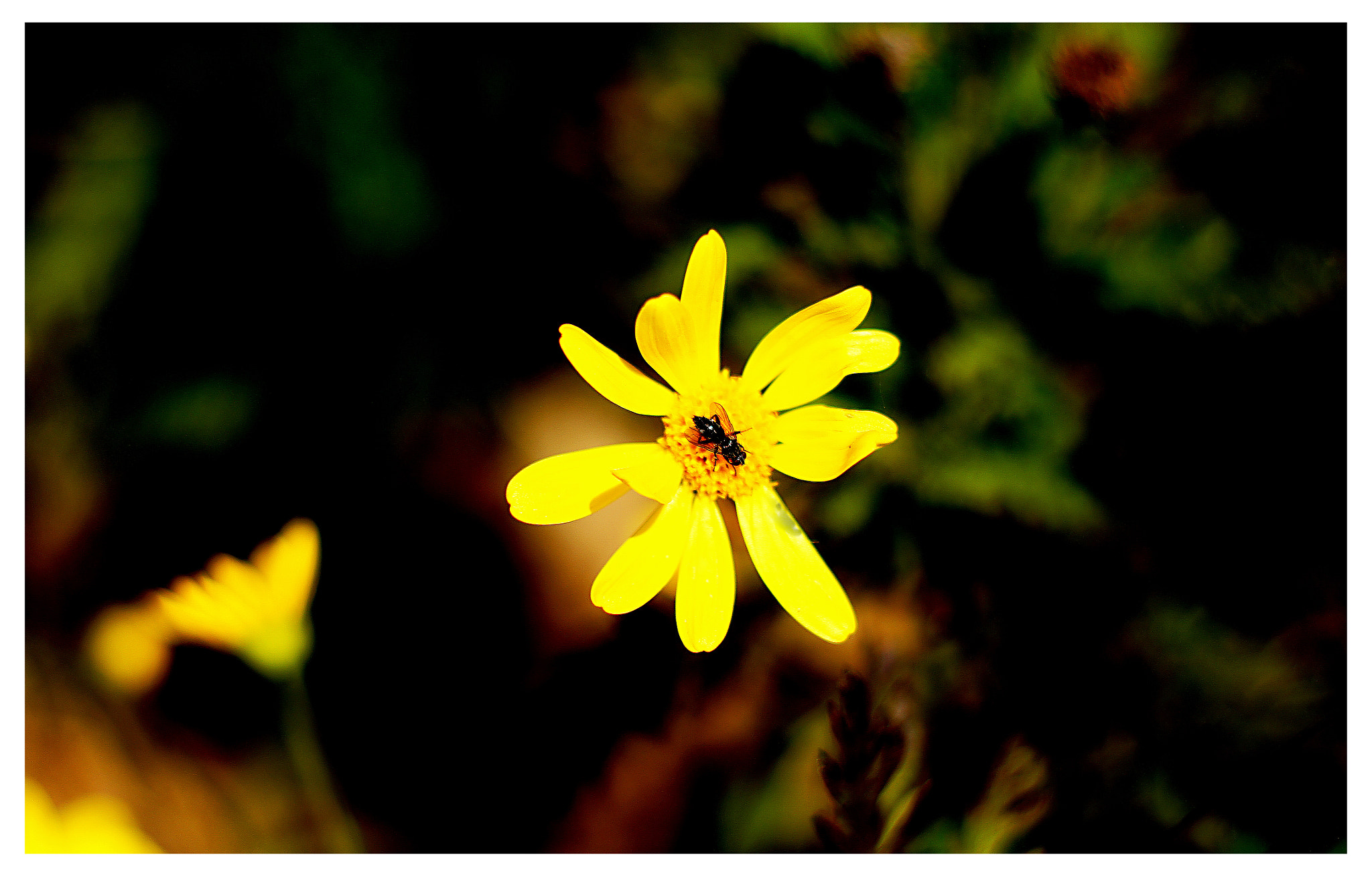 Sony SLT-A55 (SLT-A55V) + Minolta AF 50mm F1.7 sample photo. The bee fly thought photography