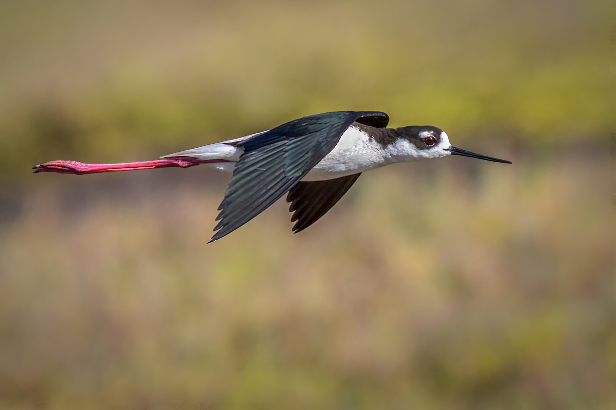 Canon EF 100-400mm F4.5-5.6L IS II USM sample photo. In the stealth mode (black-necked stilt) photography