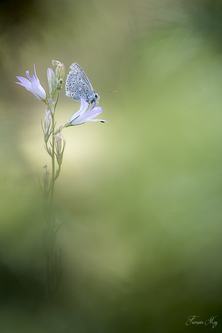 Canon EF 100mm F2.8L Macro IS USM sample photo. Argus bleu photography