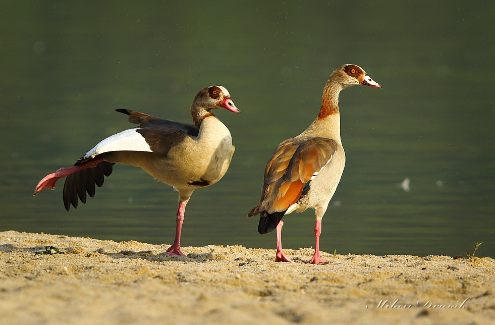 Canon EOS 7D Mark II + Canon EF 300mm F2.8L IS USM sample photo. So stretch and we're flying photography