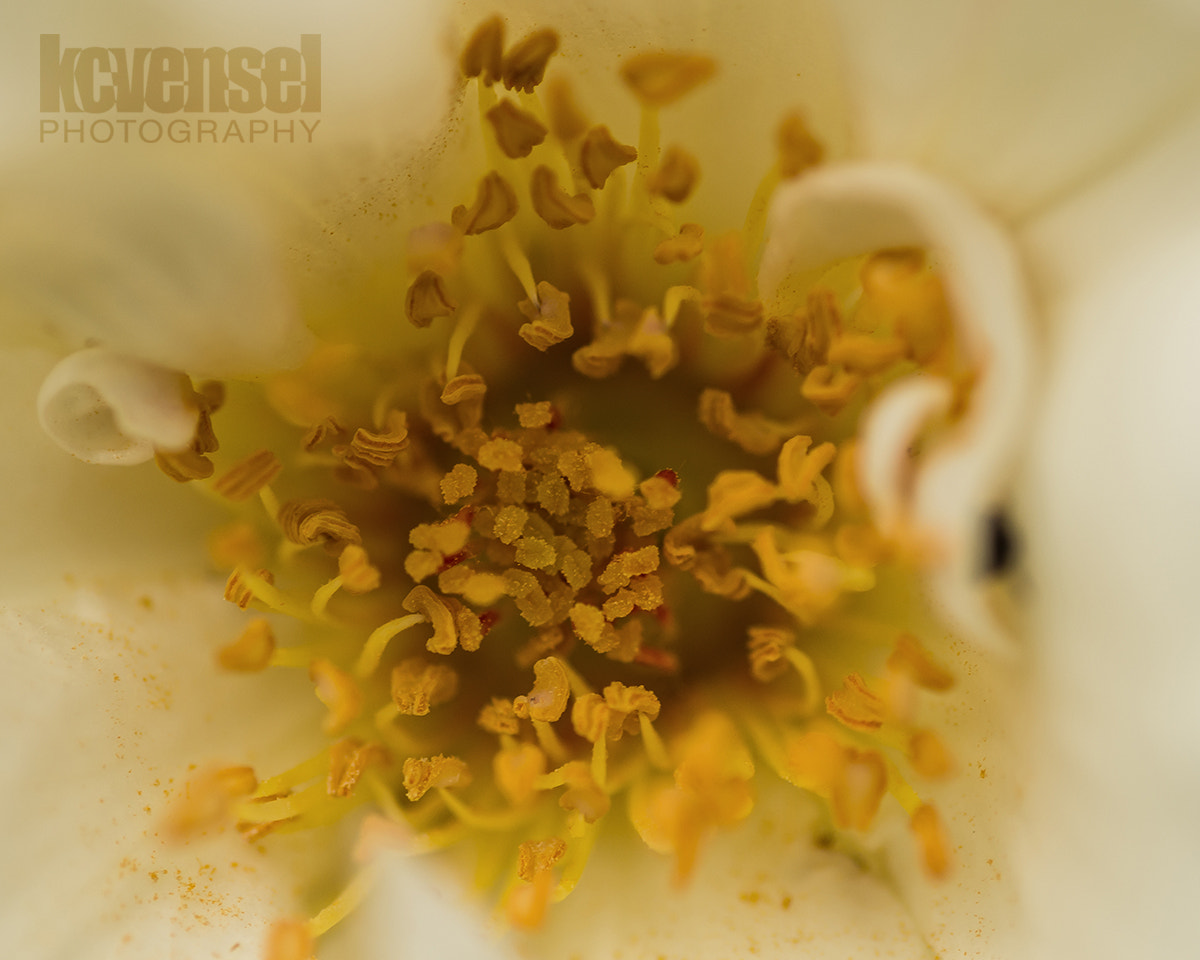 Pentax smc D-FA 100mm F2.8 Macro WR sample photo. A rose is a rose photography
