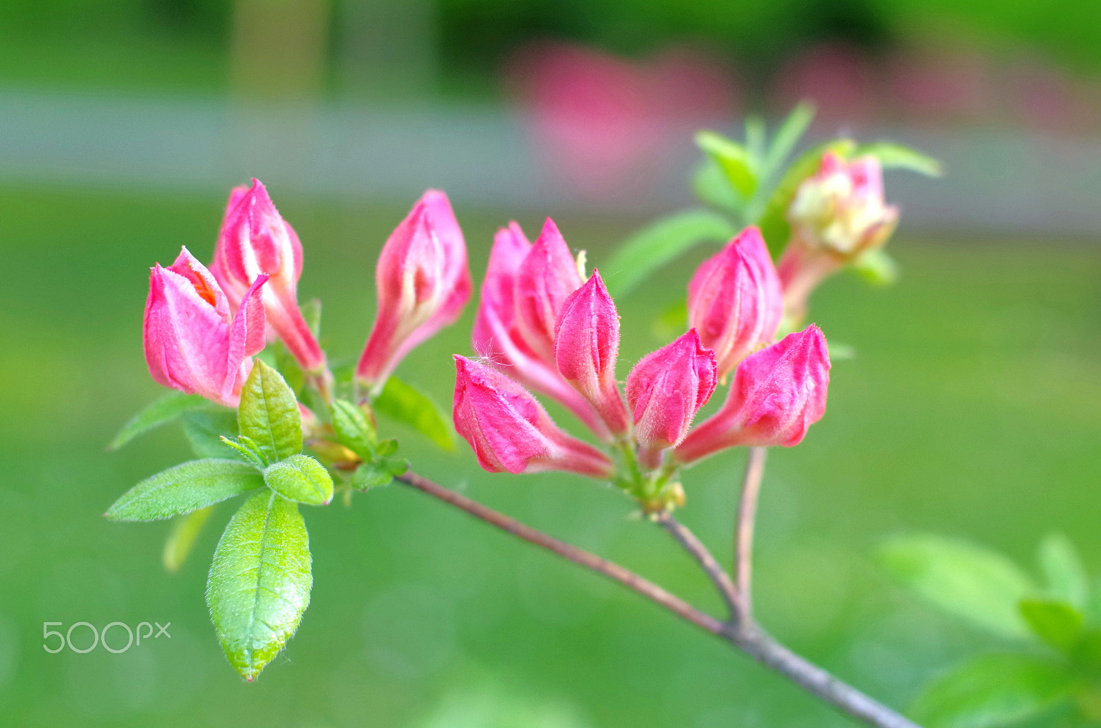 Sigma 50mm F1.4 EX DG HSM sample photo. Pink azalea photography