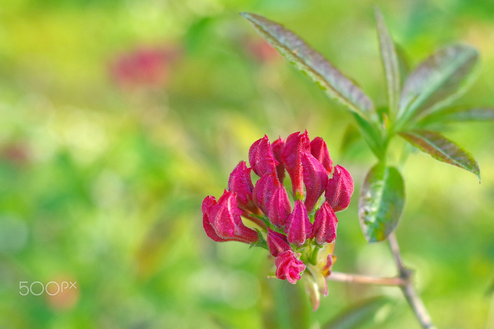 Pentax K-30 sample photo. Flower photography