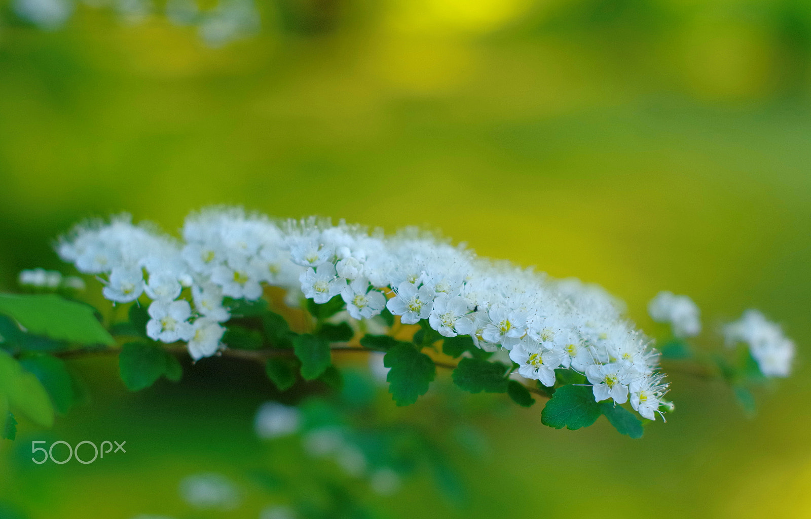 Pentax K-30 + Sigma 50mm F1.4 EX DG HSM sample photo. Flower photography