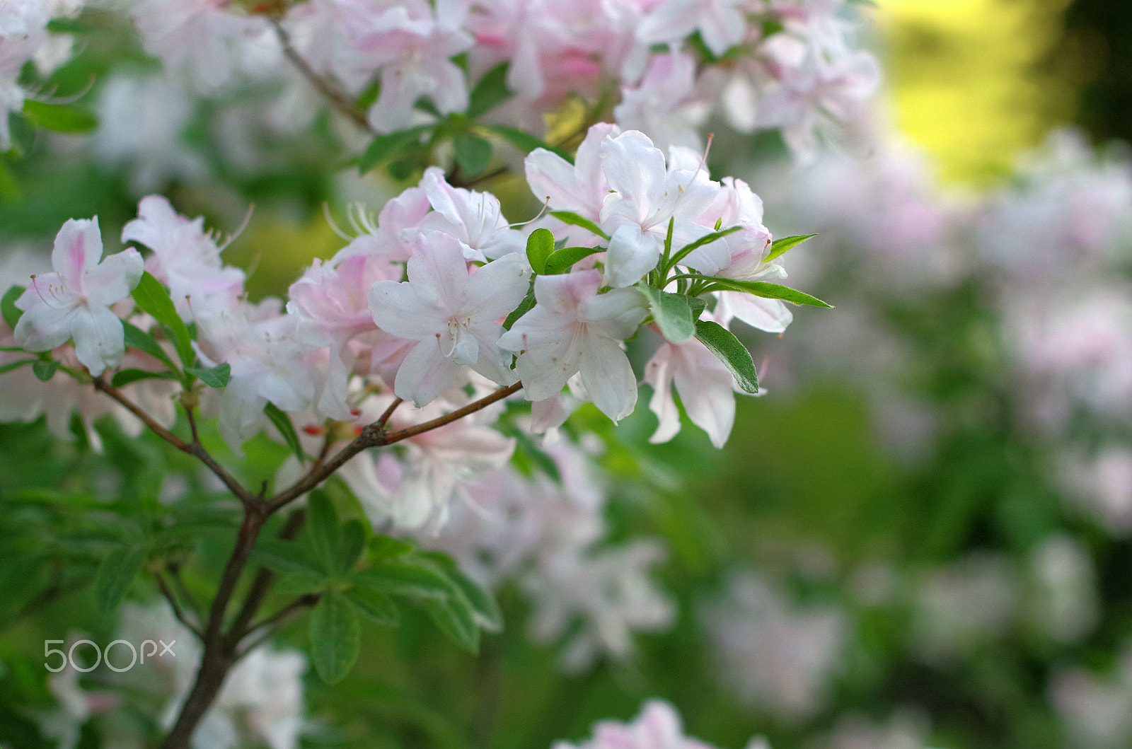 Pentax K-30 + Sigma 50mm F1.4 EX DG HSM sample photo. White azalea photography