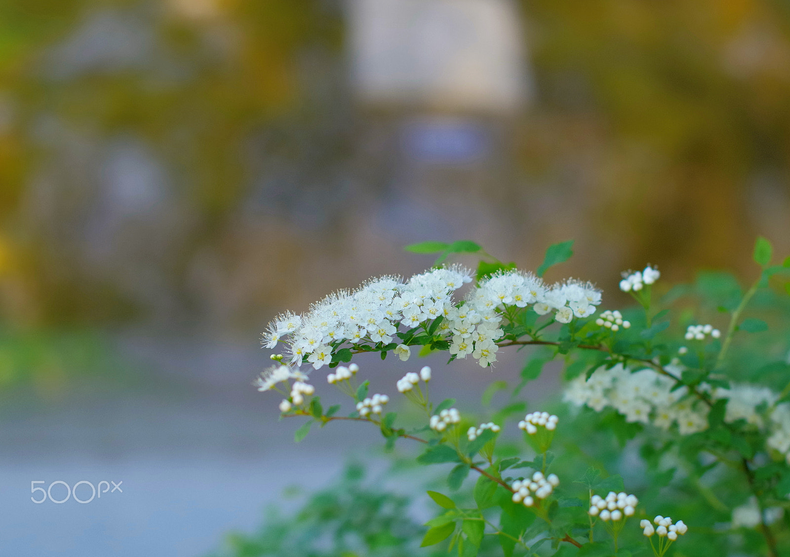 Pentax K-30 + Sigma 50mm F1.4 EX DG HSM sample photo. Flower photography