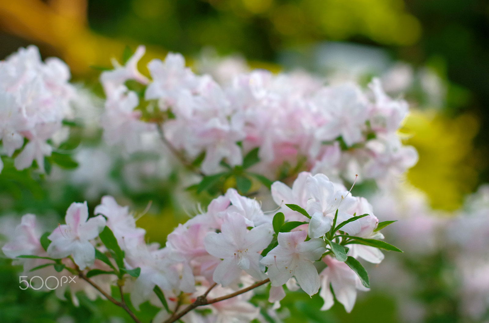 Pentax K-30 + Sigma 50mm F1.4 EX DG HSM sample photo. White azalea photography