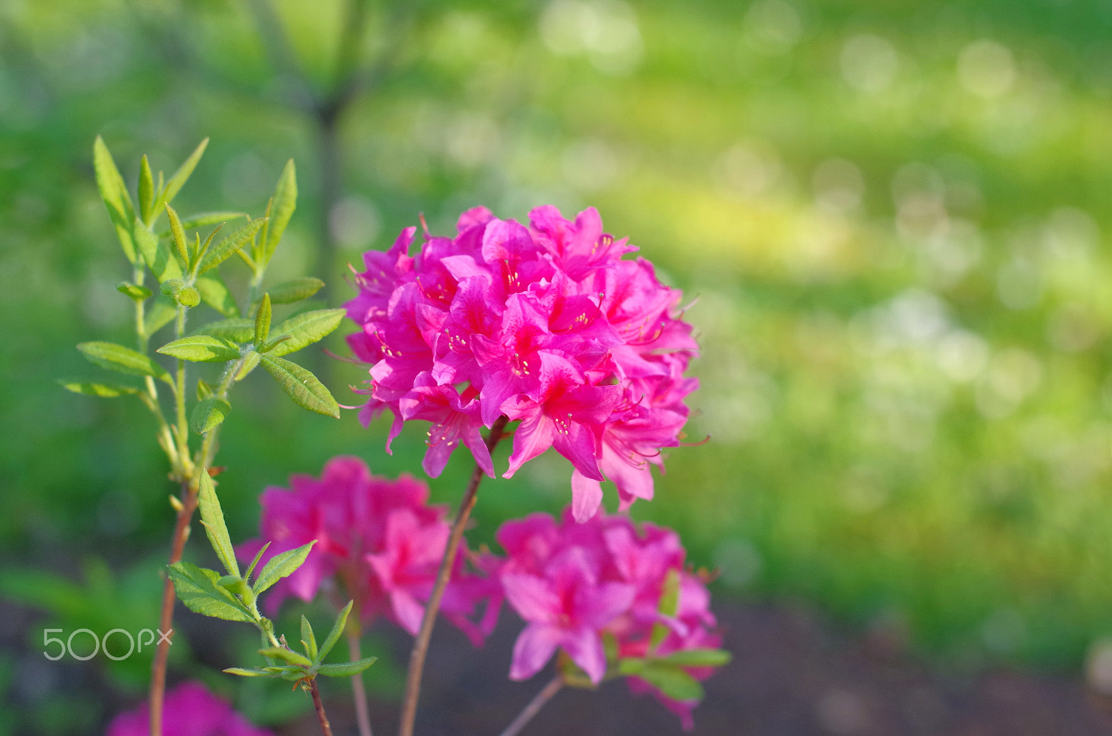 Pentax K-30 + Sigma 50mm F1.4 EX DG HSM sample photo. Pink azalea photography