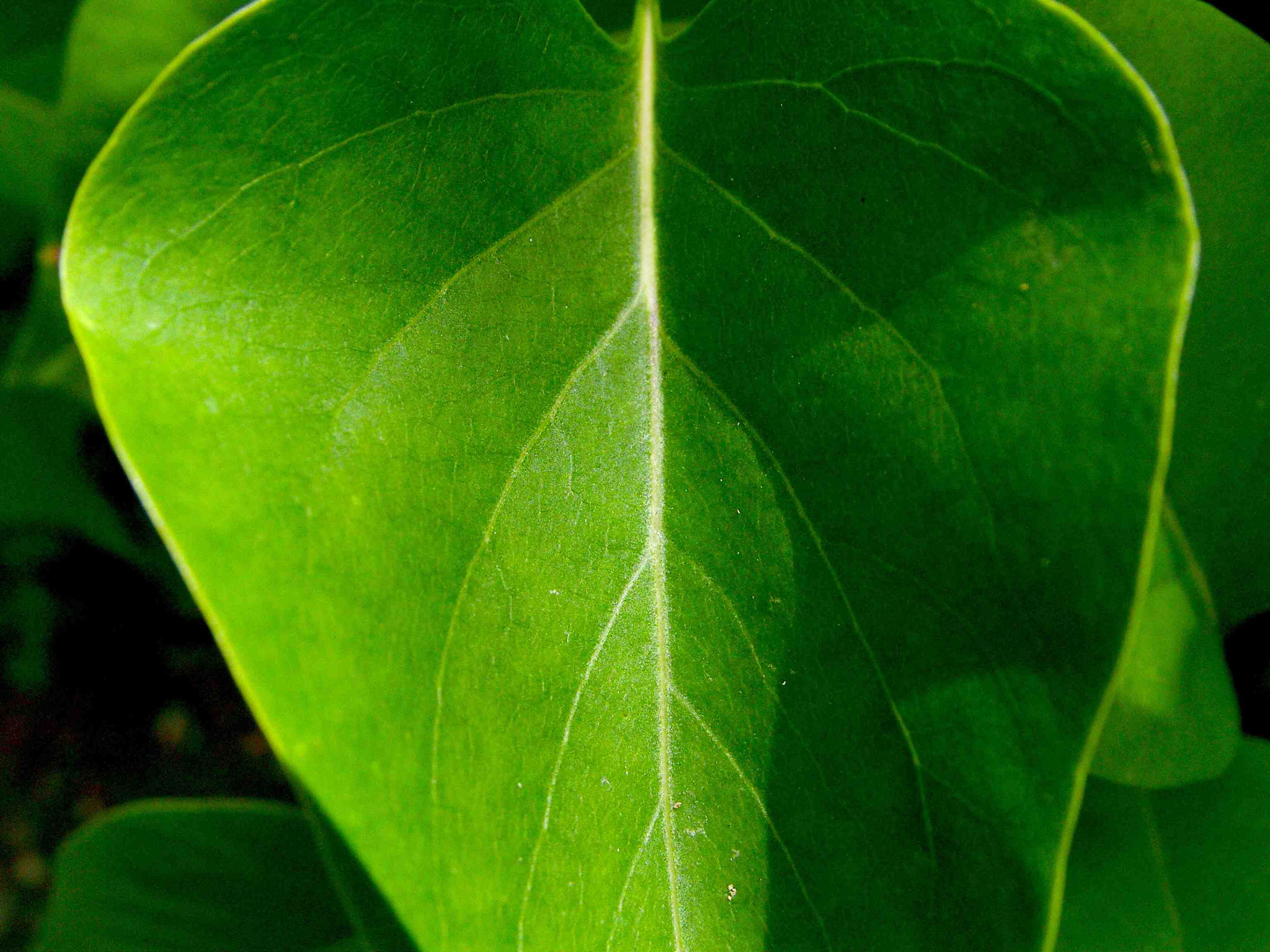 Samsung VLUU NV 7, NV 7 sample photo. Satisfyingly green leaf photography