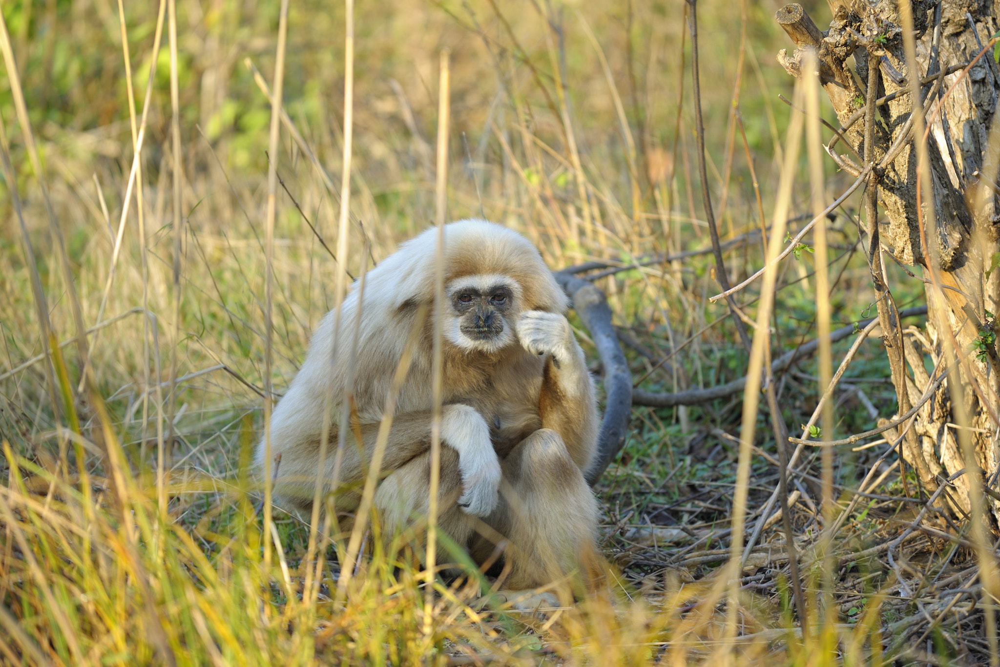 Nikon D3X sample photo. Thinking photography