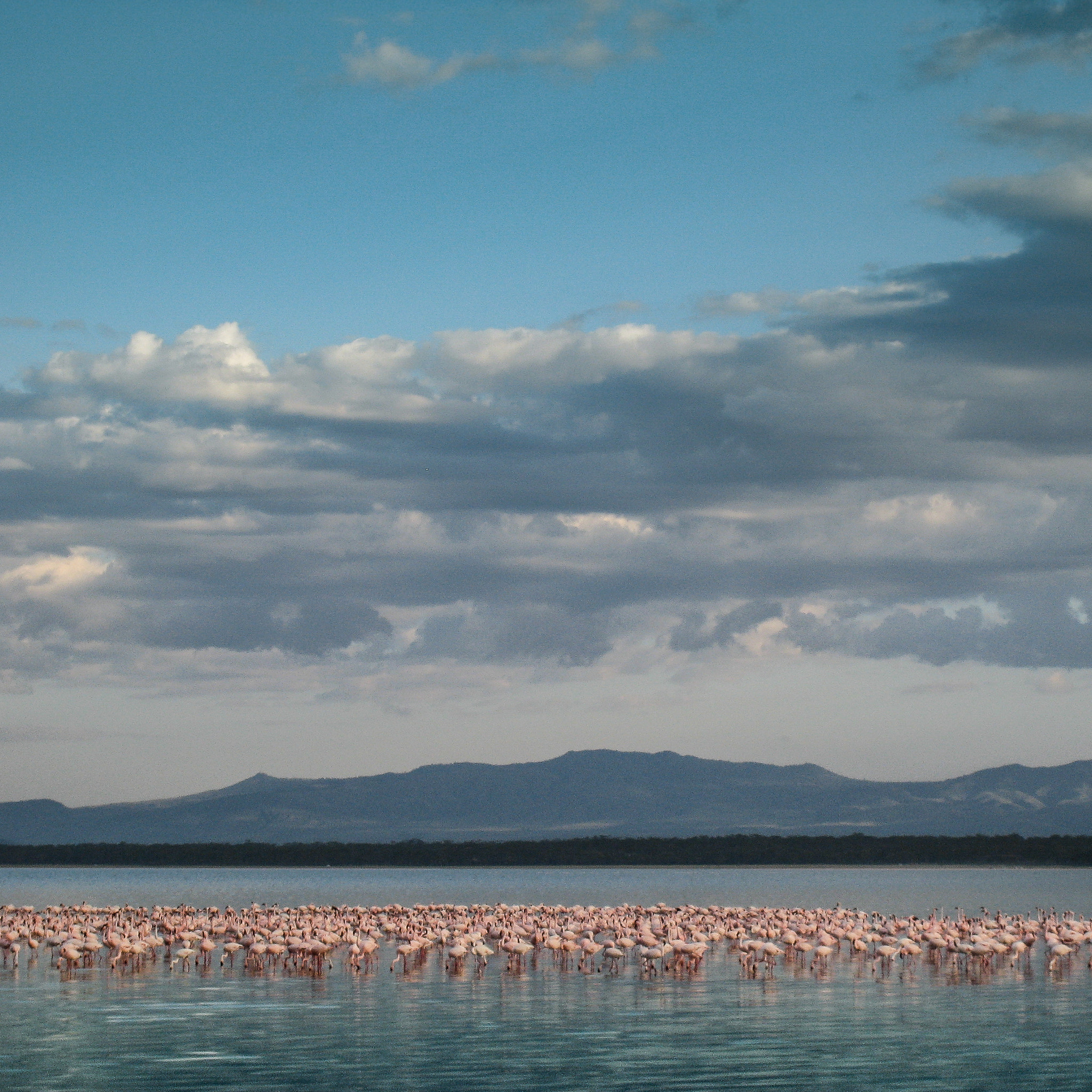 Canon DIGITAL IXUS 850 IS sample photo. Flamingos 1 photography