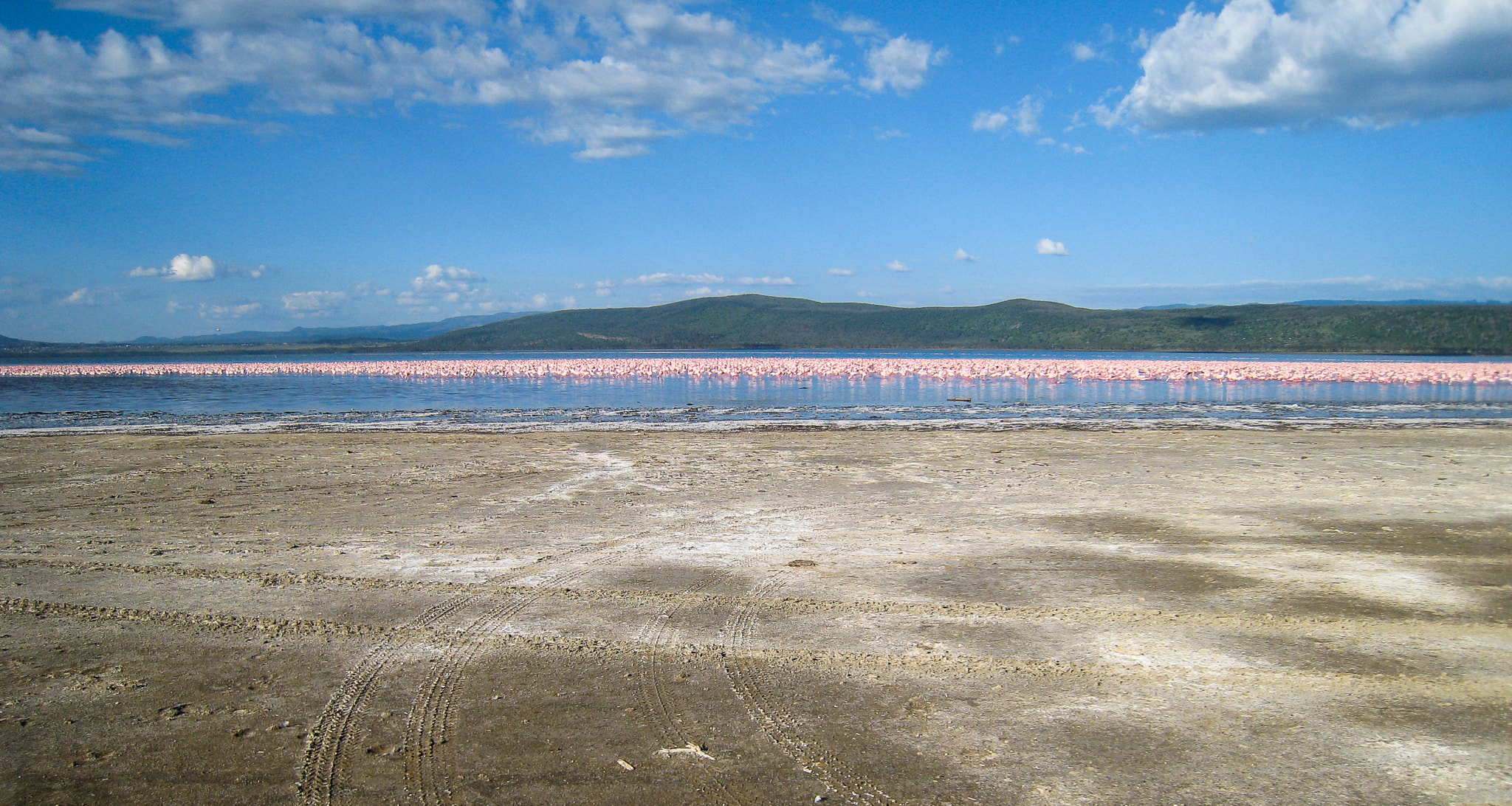 Canon DIGITAL IXUS 850 IS sample photo. Flamingos 2 photography