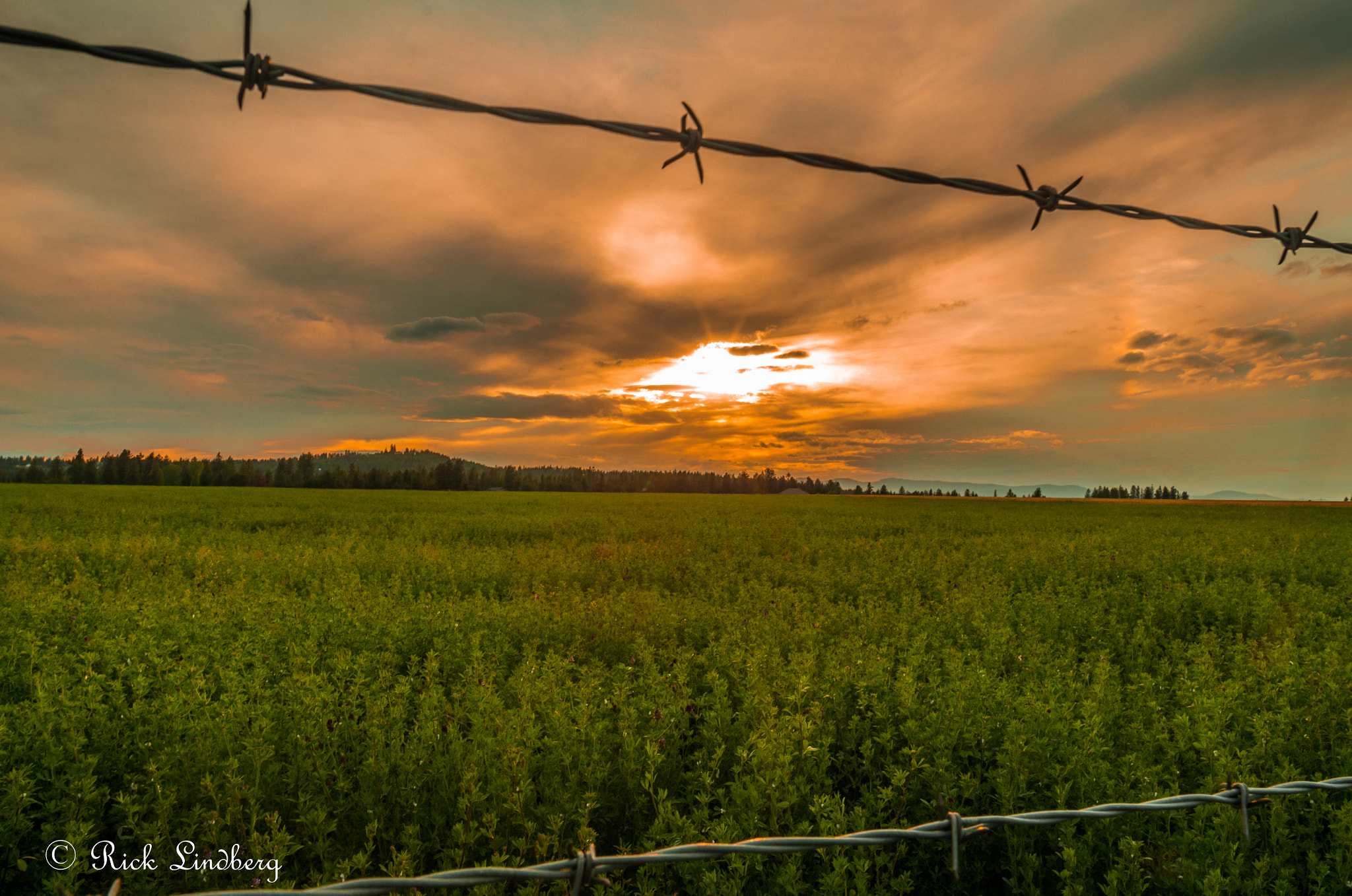 Pentax K-50 + A Series Lens sample photo. Barbed photography