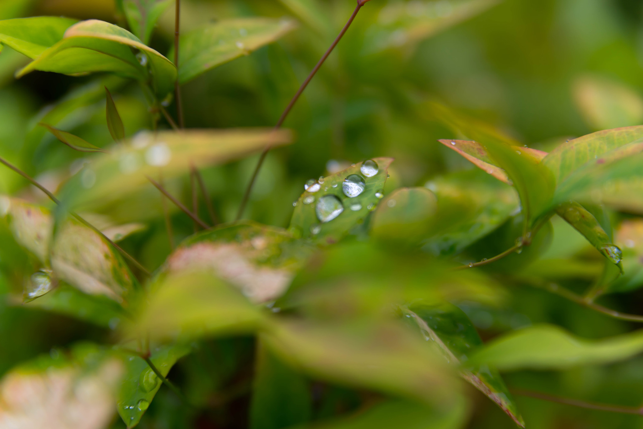 Tamron AF 28-75mm F2.8 XR Di LD Aspherical (IF) sample photo. Pentax k-1 photography