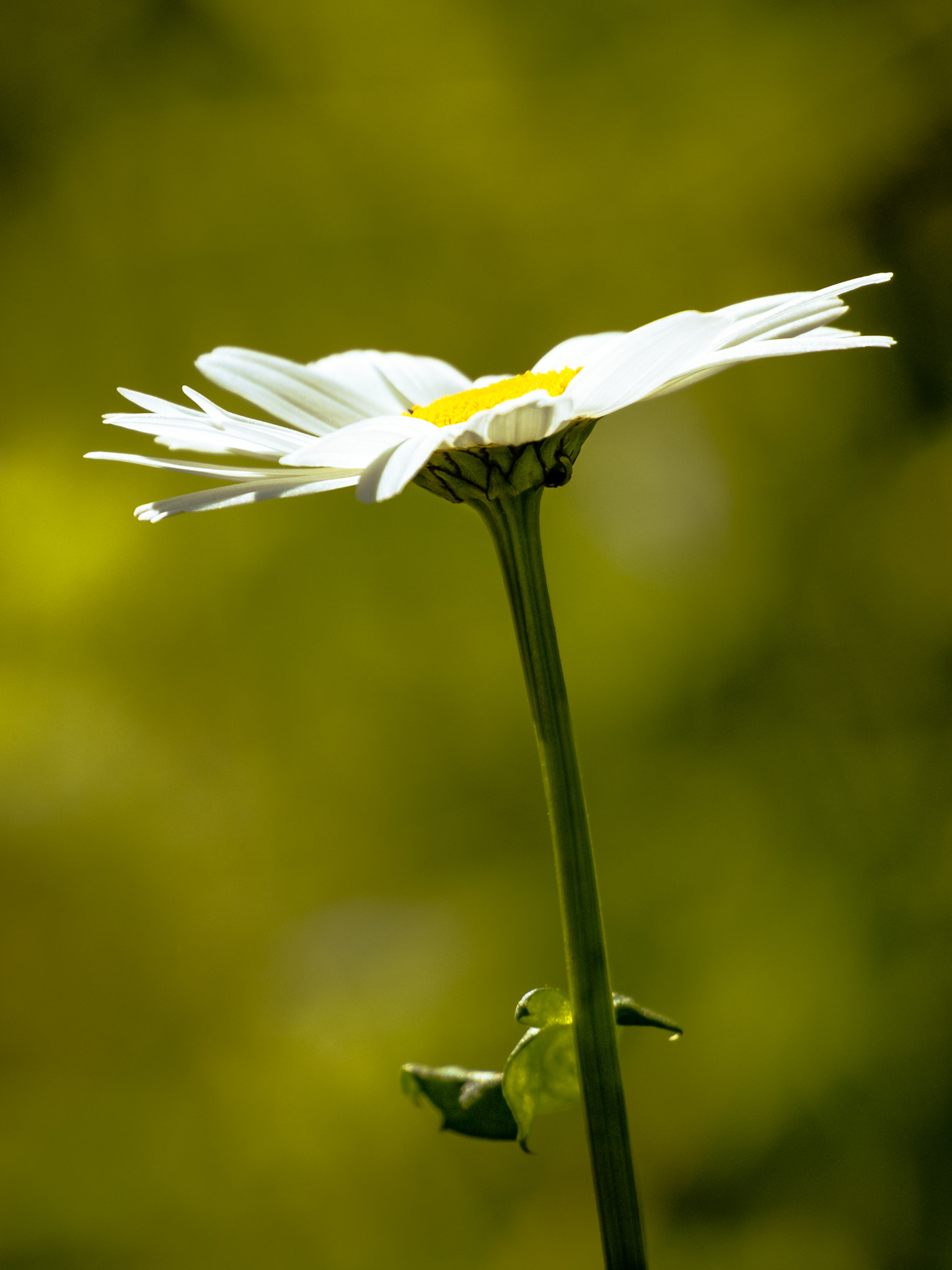 LUMIX G VARIO 45-150/F4.0-5.6 sample photo. Marguerite [leucanthemum vulgare] i photography